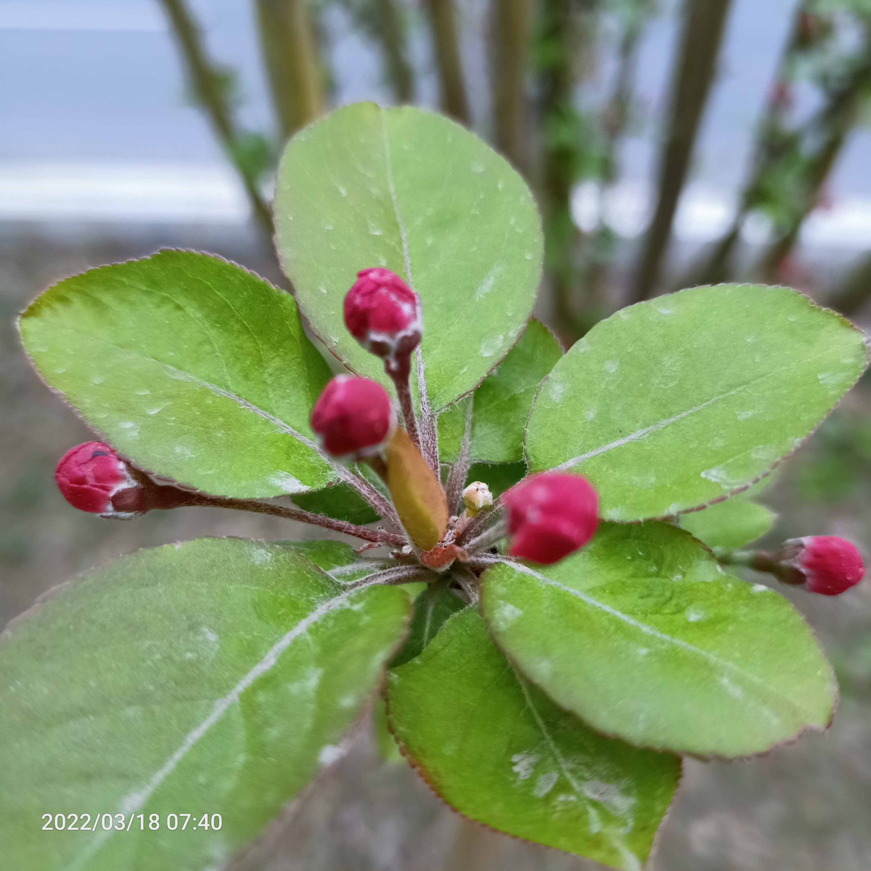 舞红海棠图片