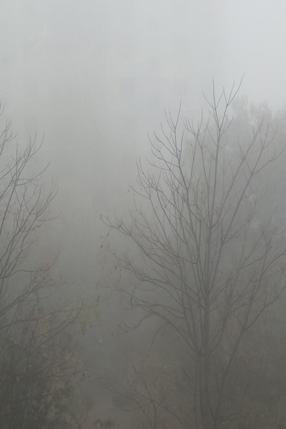 今天大雾,特别大,骑电瓶车去上班的路上感觉就像蒙蒙细雨飘洒在脸上
