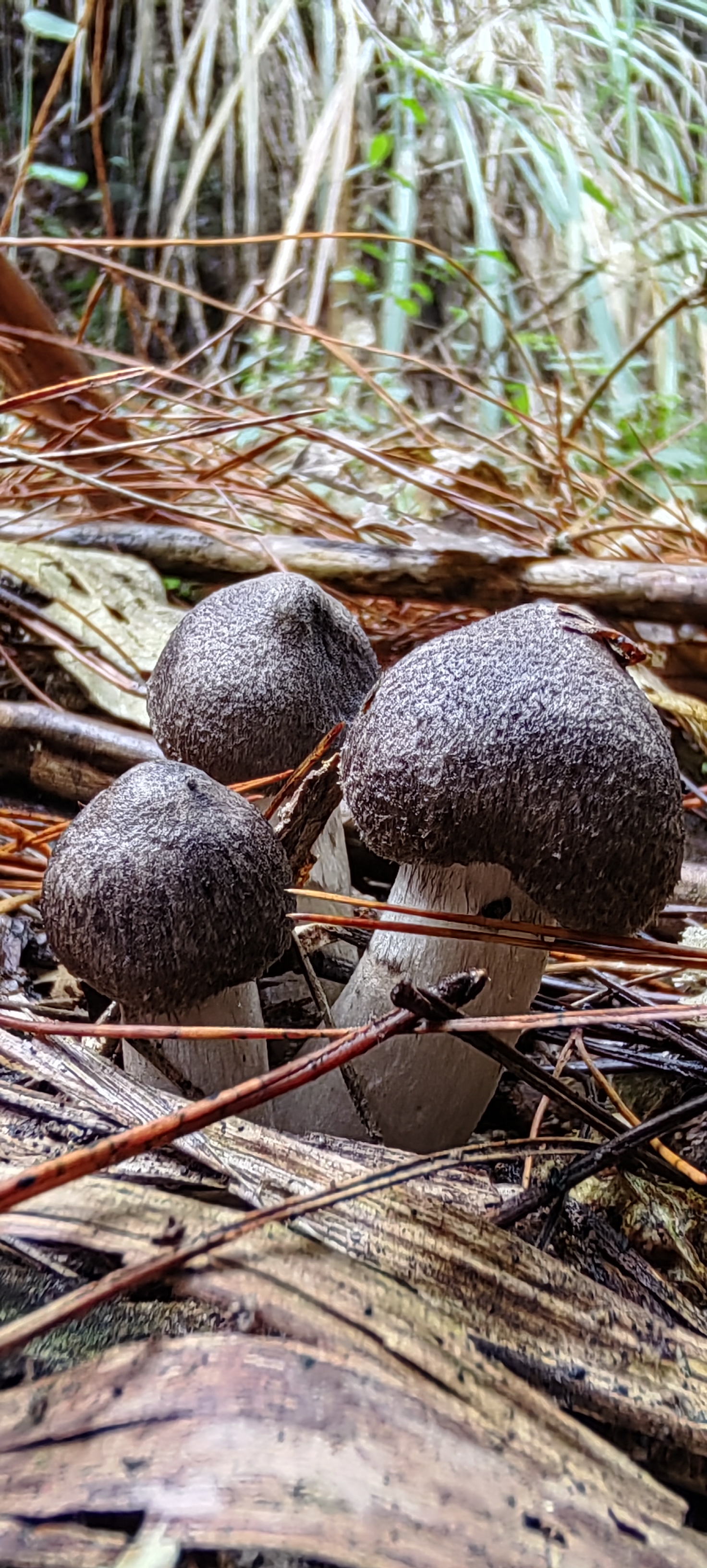 前几天都是下雨,今天的天气好,想必枞树林里一定又长出了小灰菌.