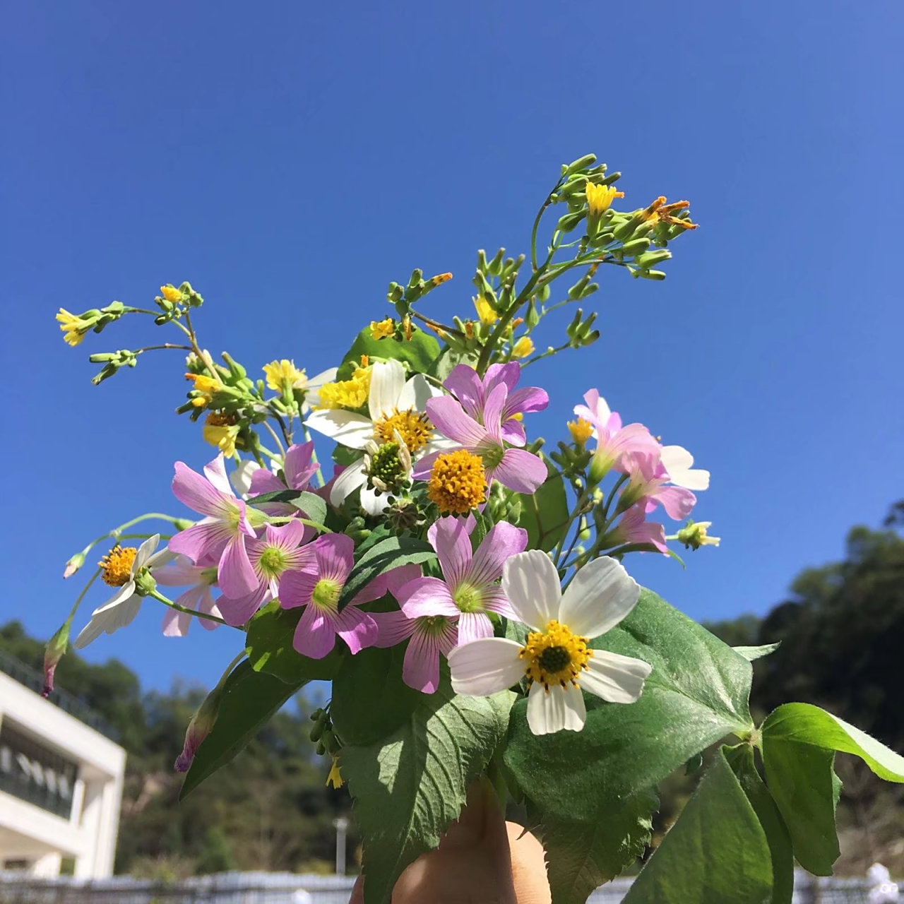 送给自己一把今天随手摘的路边野花,愿辛劳一天的你我他能满怀希望