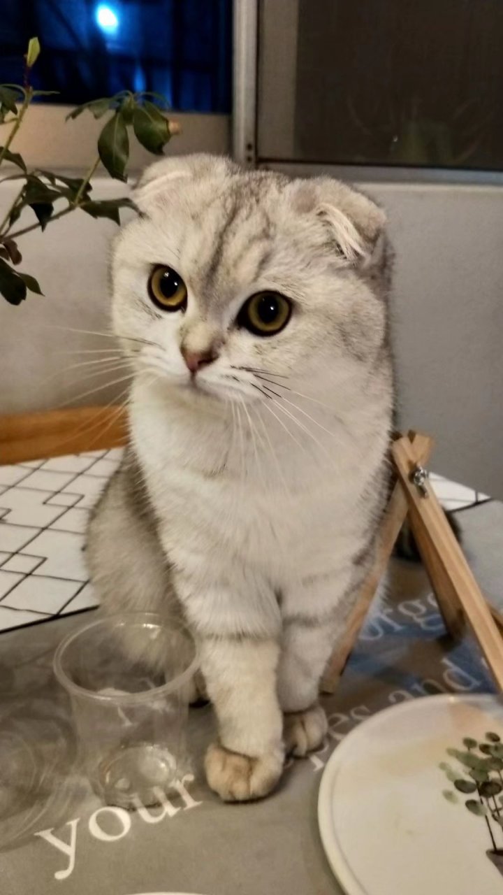 家里最会卖萌的小喵-安安#动物# #动物世界