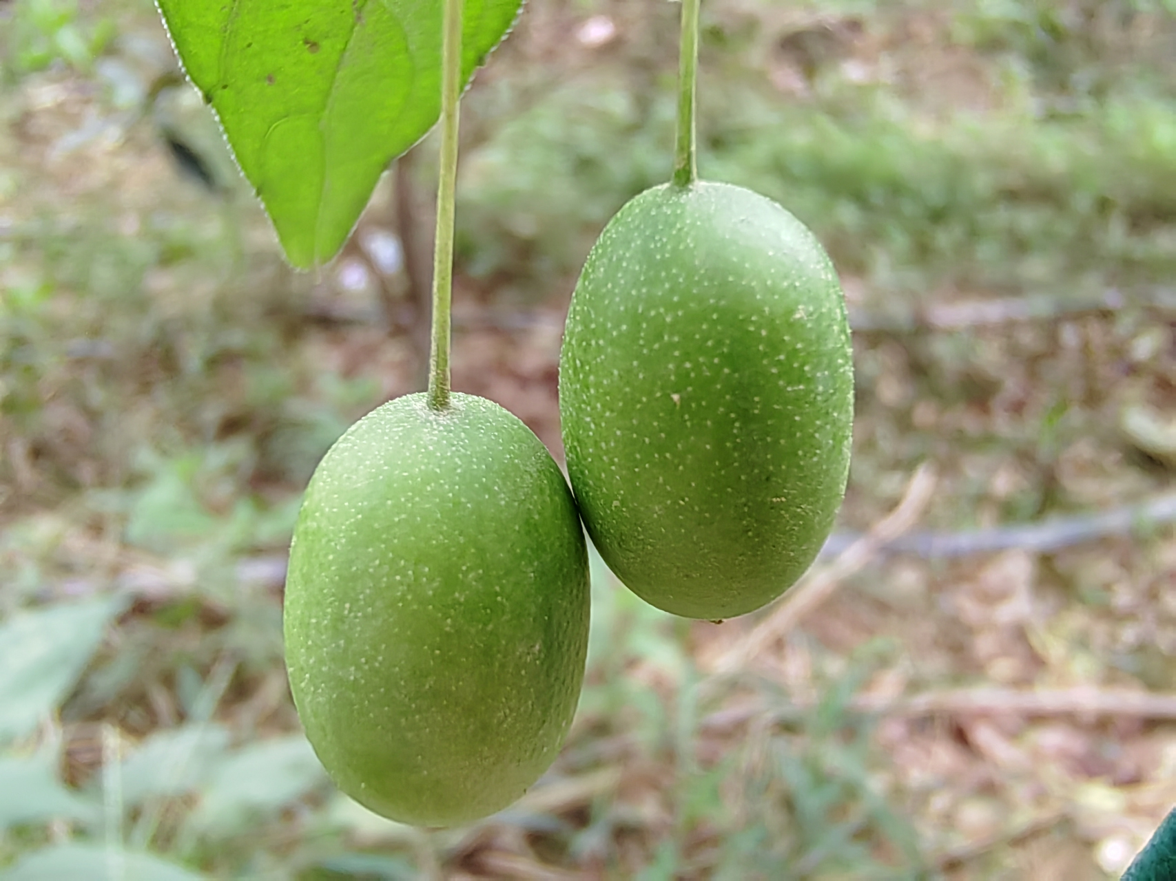 菜园边的铁围篱上爬了几棵小小的瓜藤蔓,瓜藤上结满一串串小小的略带