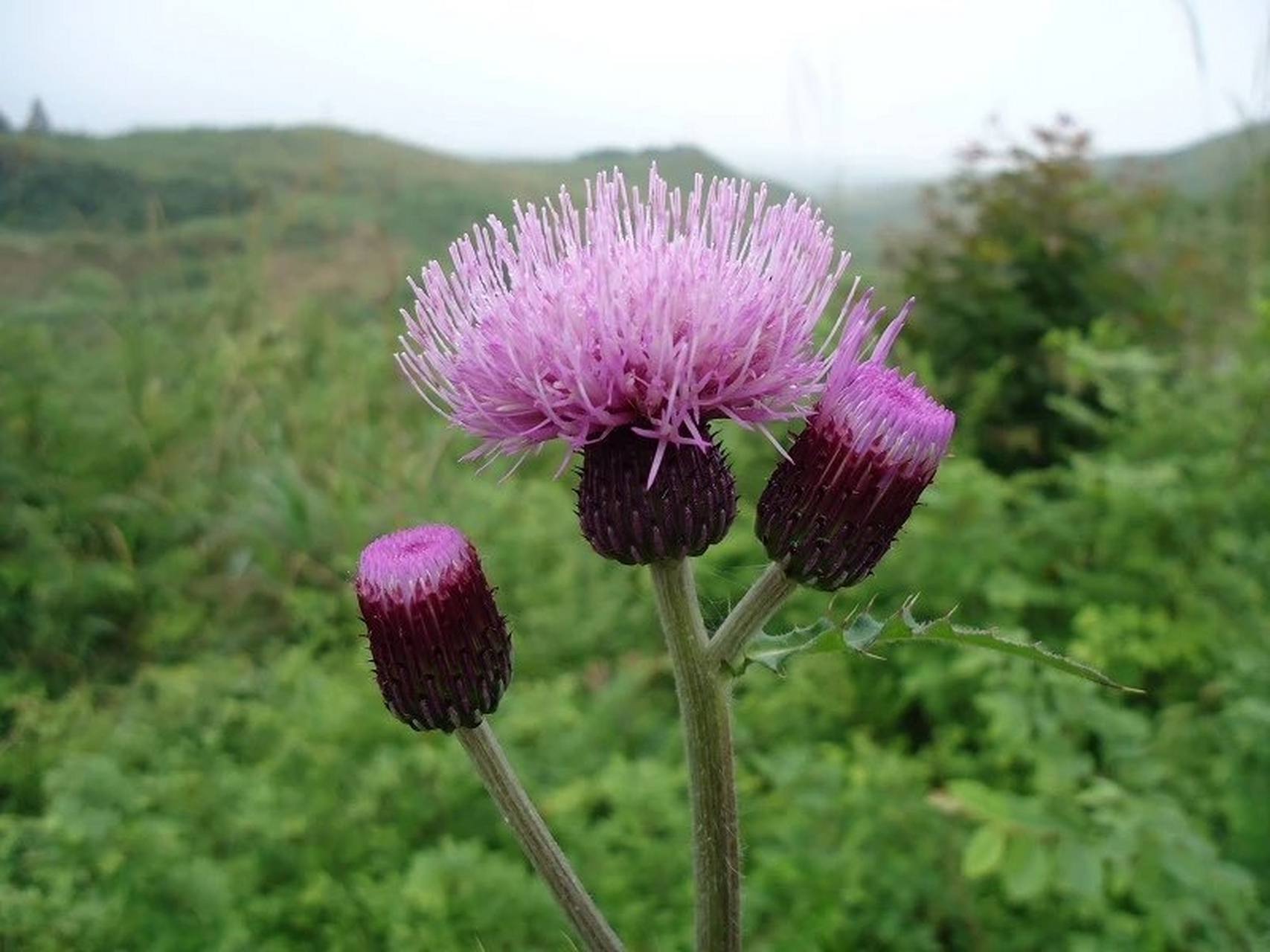 大蓟开花#大自然# #手机随手拍