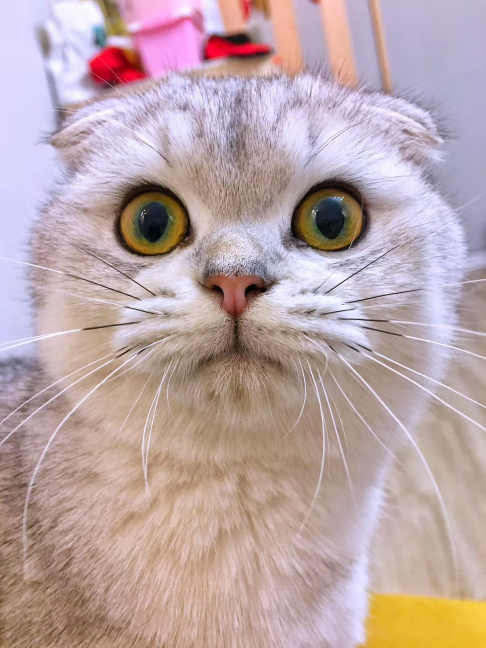 动物世界# 妹妹的宠物猫叫安安,是一只娇软的萌妹子.