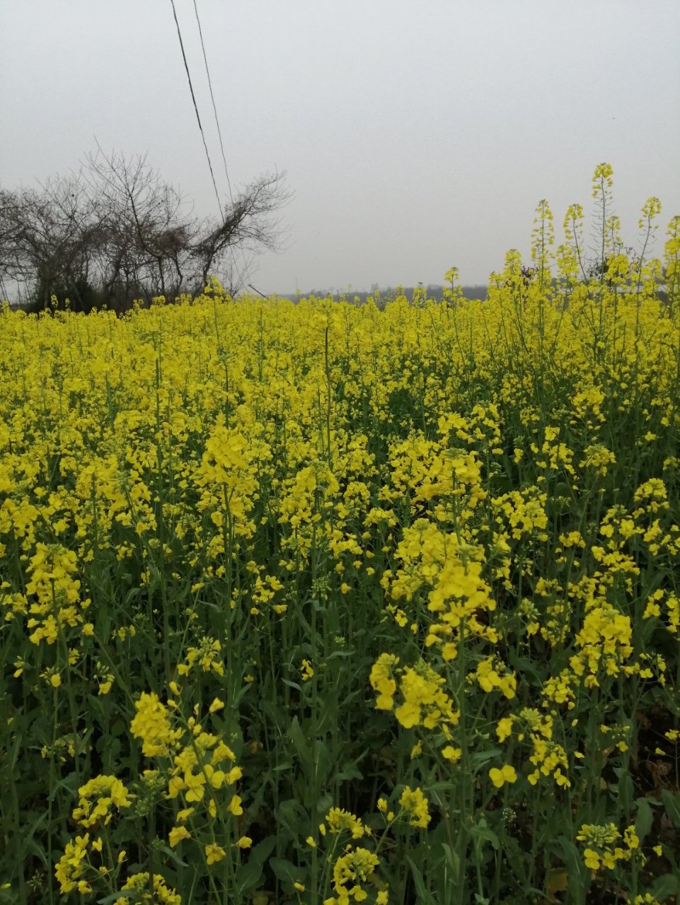 七绝又见故乡油菜花 艾东辉 陌上黄花花又