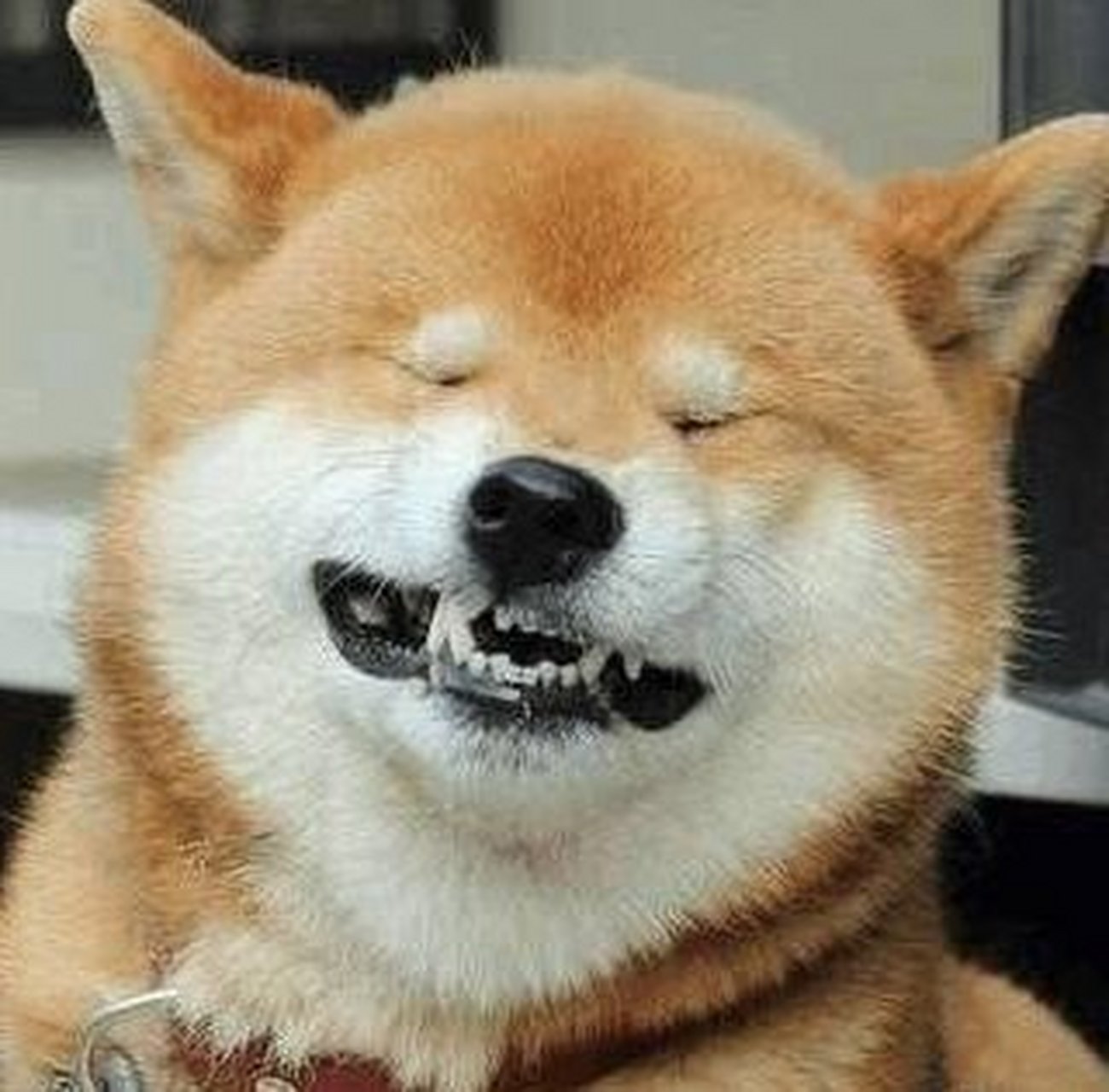 狗狗# 大夫,我牙疼……最里面那个……哎哟
