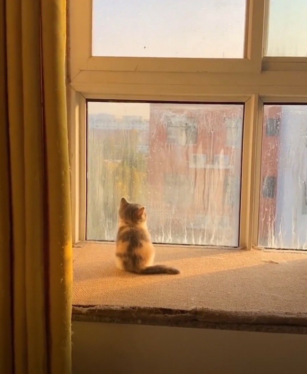 人类,万物之长, 往往以爱之名,把你囚禁, 却不知你更渴望去流浪