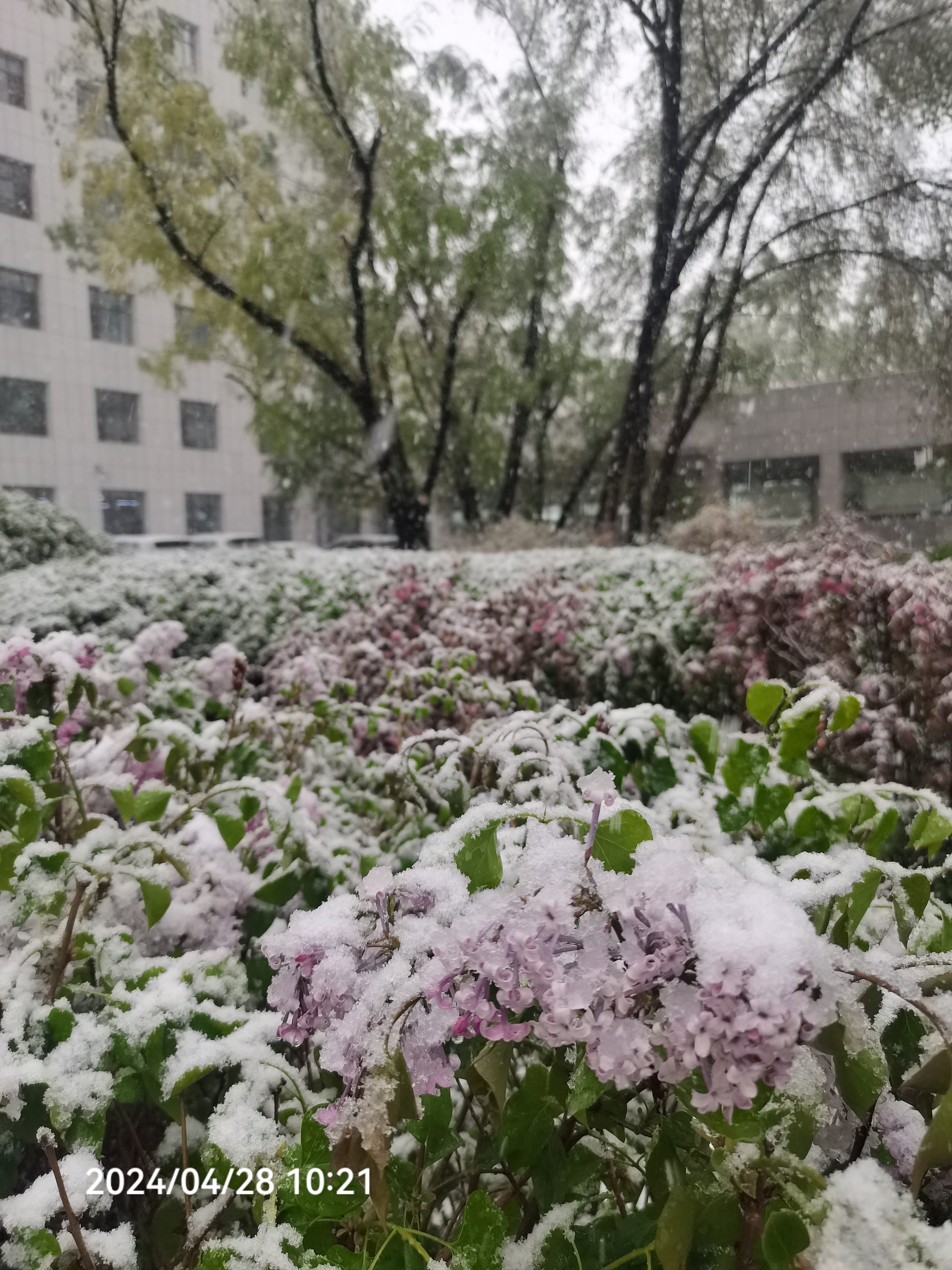 梅花欢喜漫天雪,冻死苍蝇未足奇