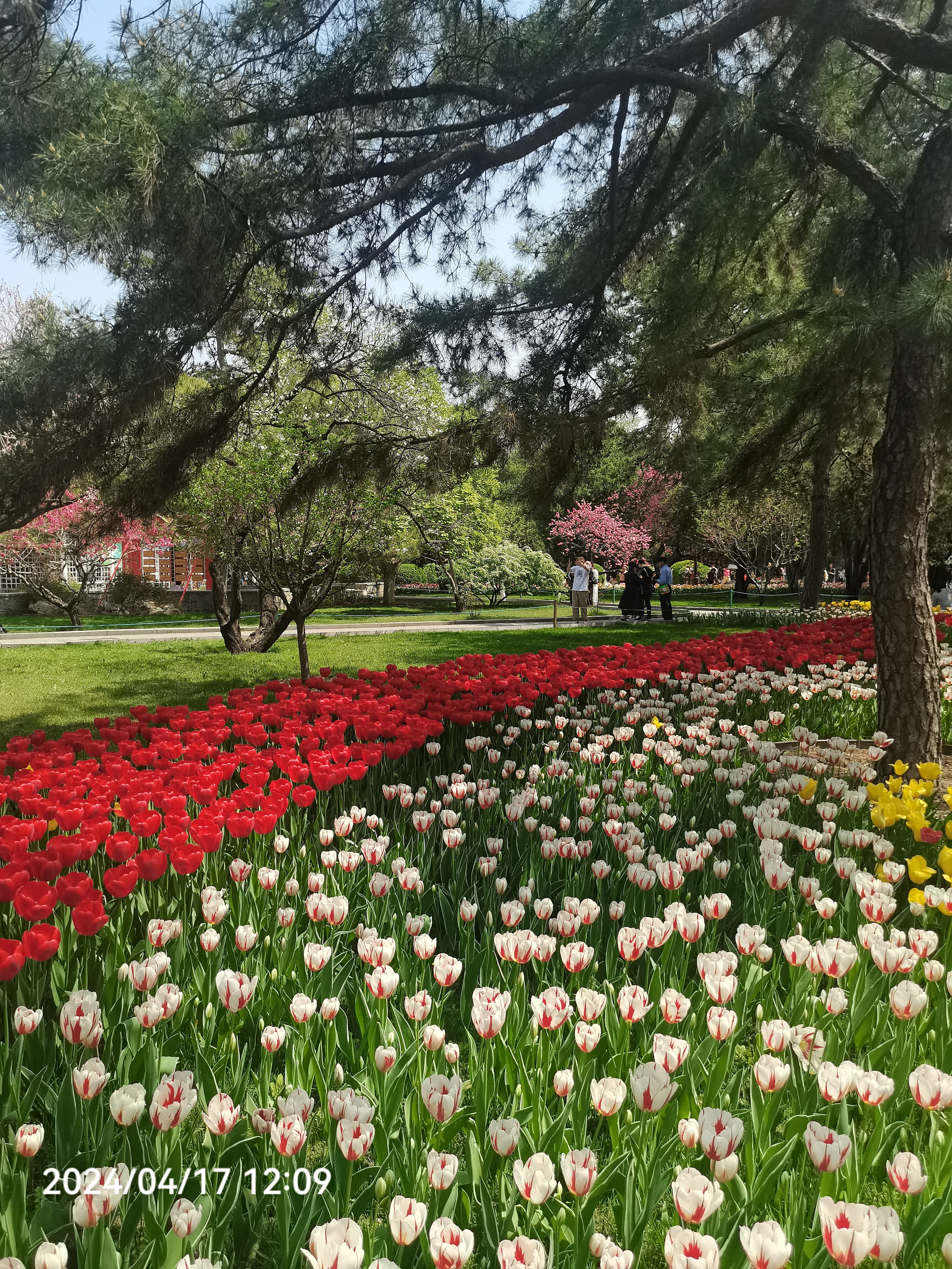 花坛里面的花图片