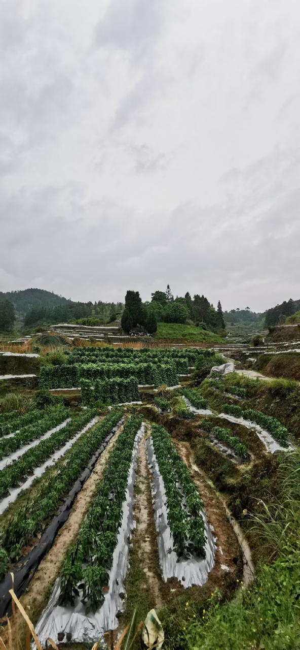 風水 甘国宝祖墓.大象地. 壬山丙向兼亥巳.兩水交汇,出丙口.