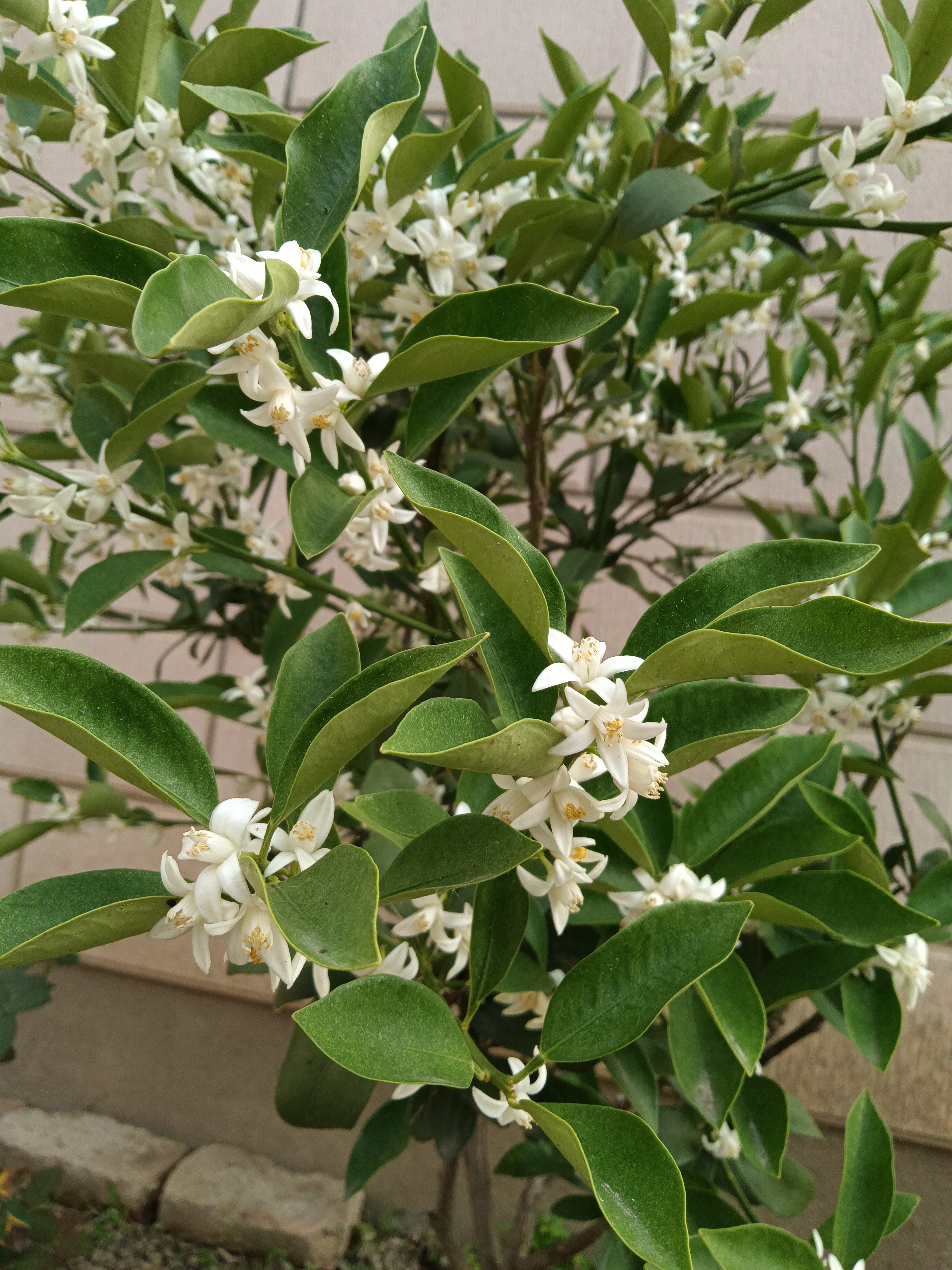 满树金桔花绚烂绽放,洁白如雪的花瓣摇曳生姿,芬芳四溢令人沉醉!