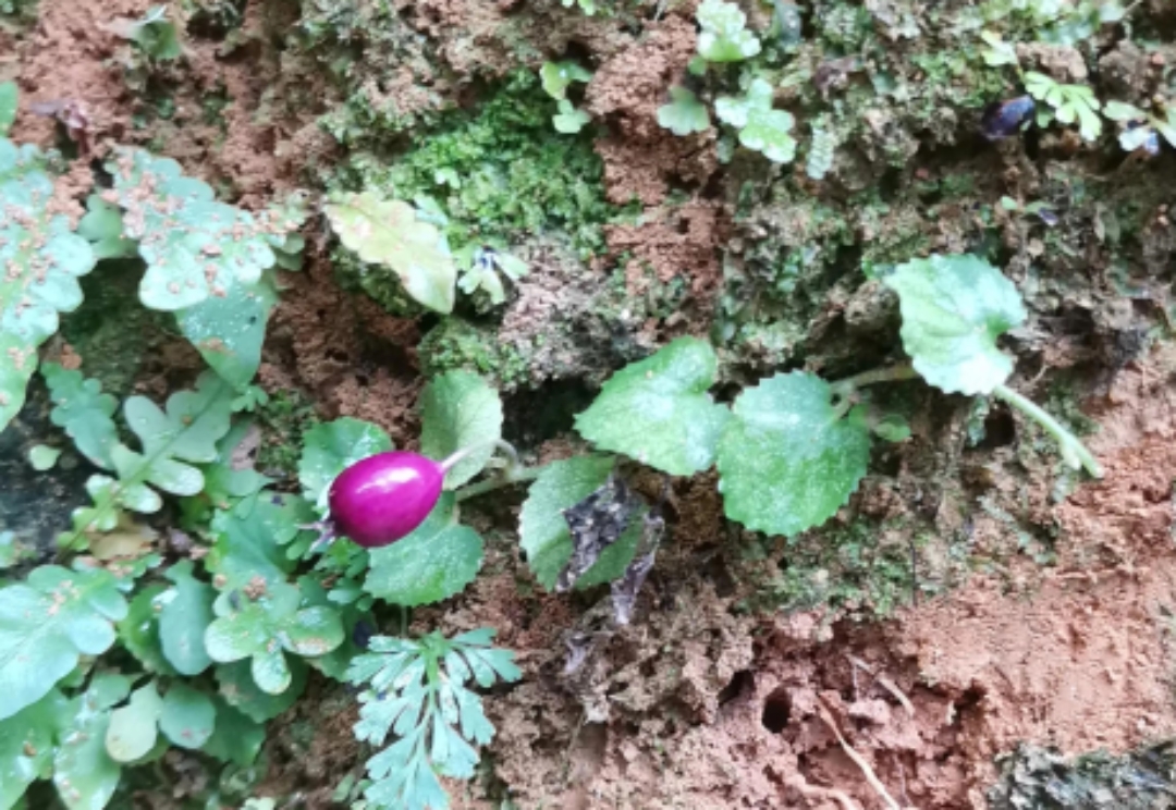 铜锤玉带草,过去在农村随处可见,现在农村也越来越少了,因为它的果实