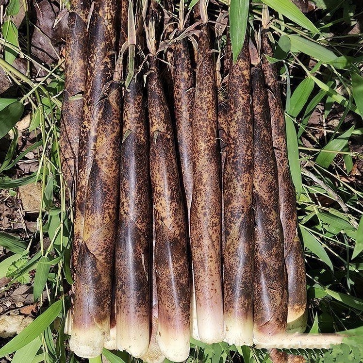 现在我们这里,这种小麻笋,也是大量釆摘的时候了,这个时候不釆,很快