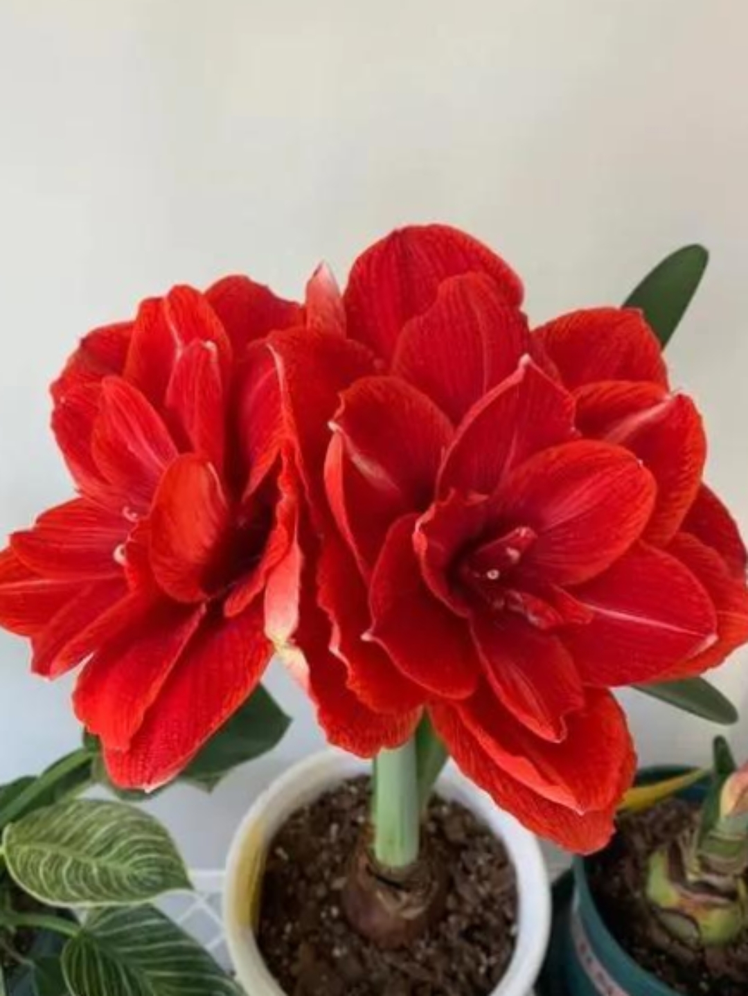 我养朱顶红已经有好多年了,其实养朱顶红很简单,有充足的阳光,不要多