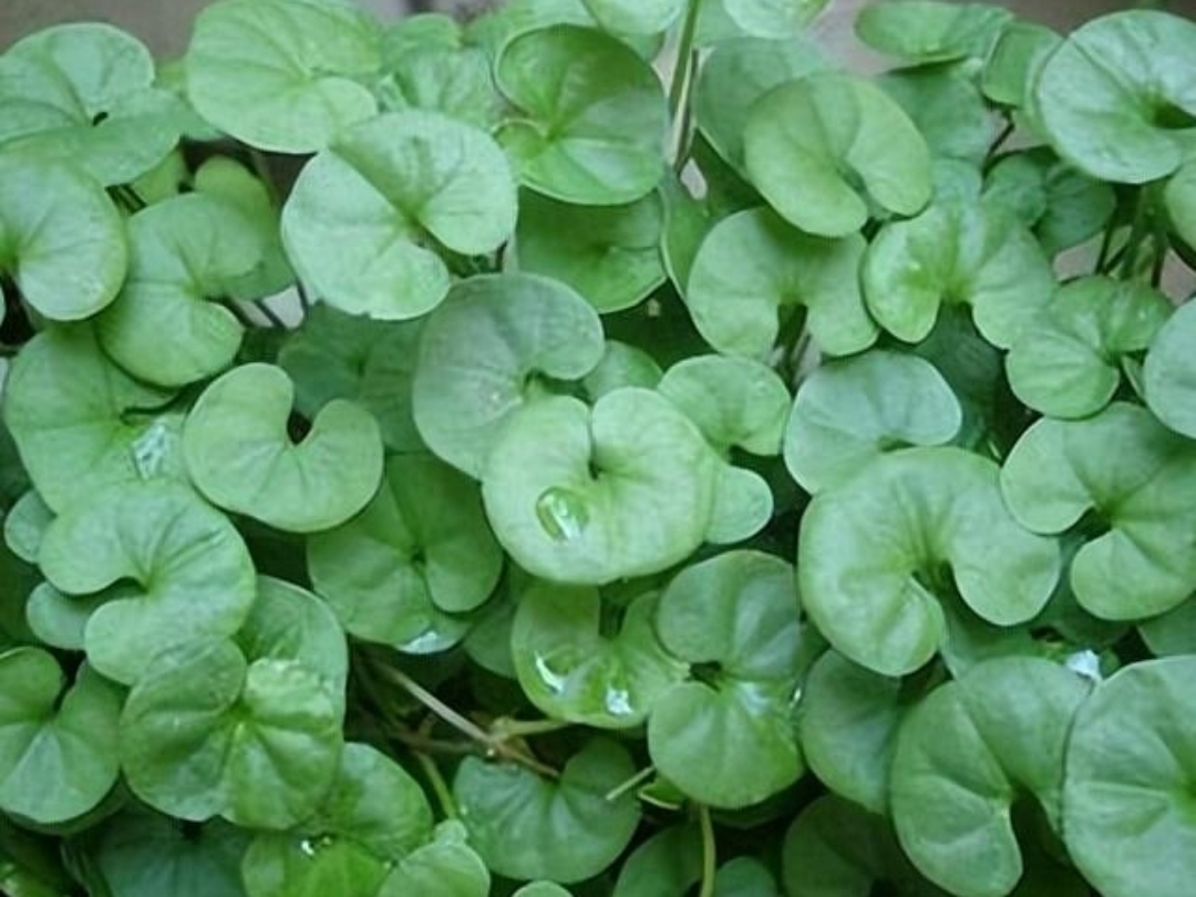 这种草很多的人都不认识,在农村的田埂,路边,山里到处都有,长得郁郁