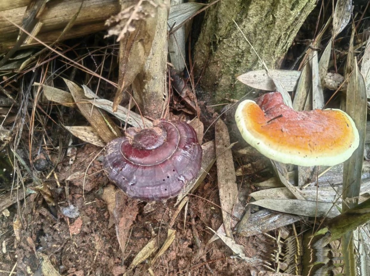 今天跟爷爷去爬山看到的,我爷爷九十多岁了,但是他