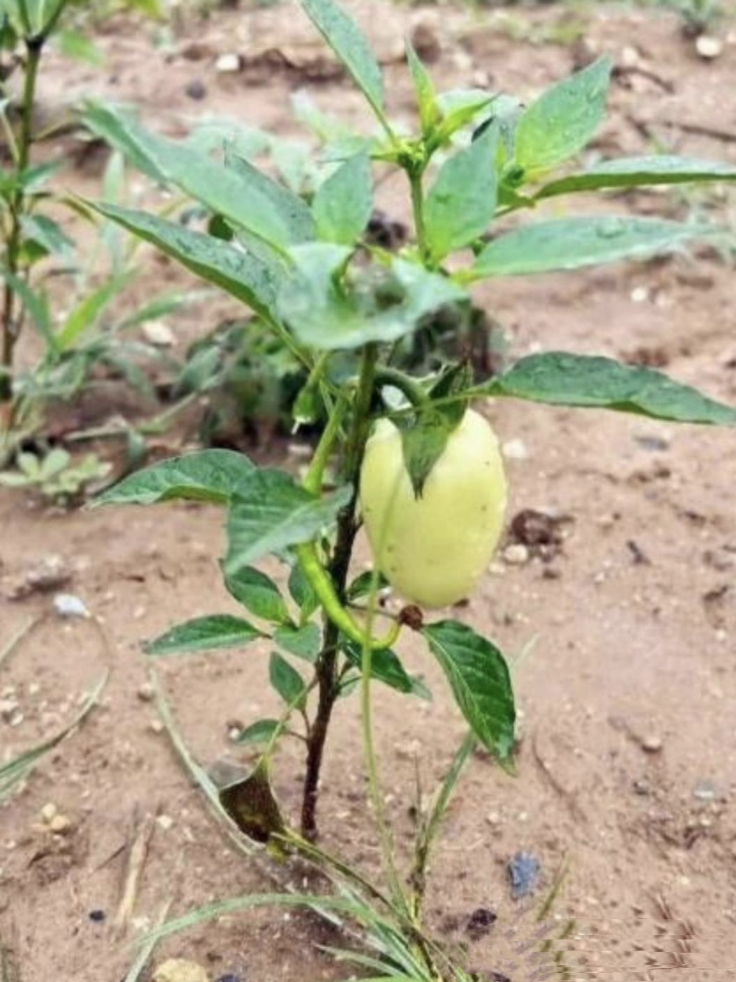 这是我奶奶种的辣椒,辣椒长势还很好,有两棵辣椒树各长了一颗白色的圆