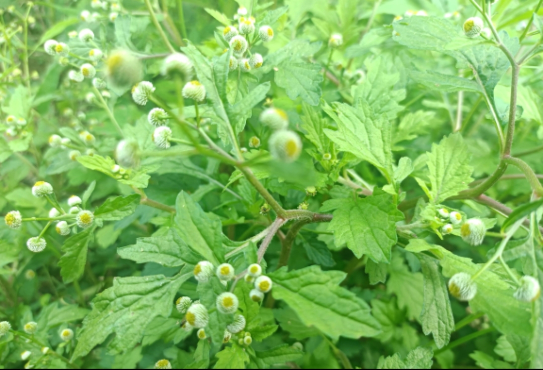很多人见过这种草的,它的果子只要从它身边经过,就会粘在衣服,裤子上