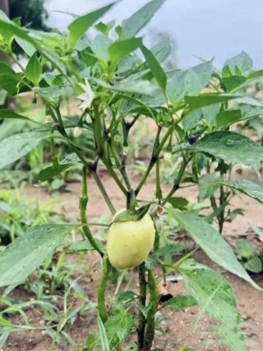 这是我奶奶种的辣椒,辣椒长势还很好,有两棵辣椒树各长了一颗白色的圆