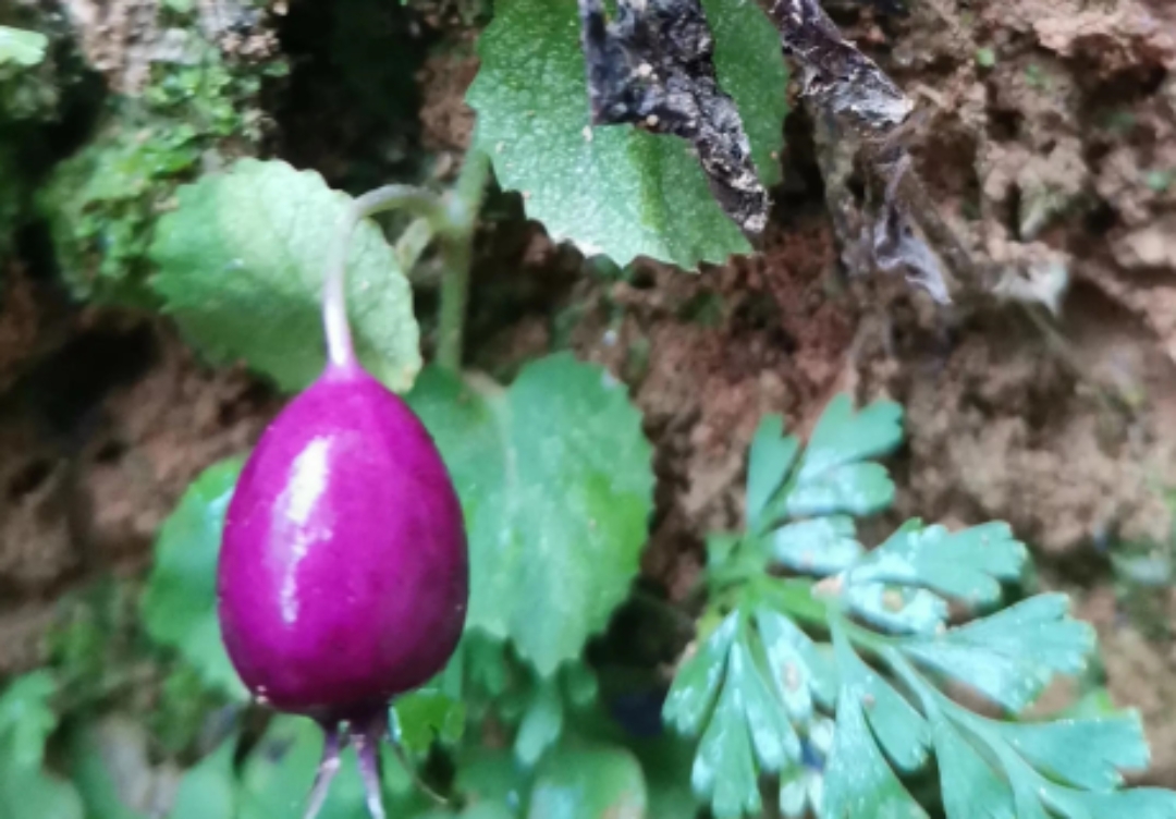 铜锤玉带草,过去在农村随处可见,现在农村也越来越少了,因为它的果实