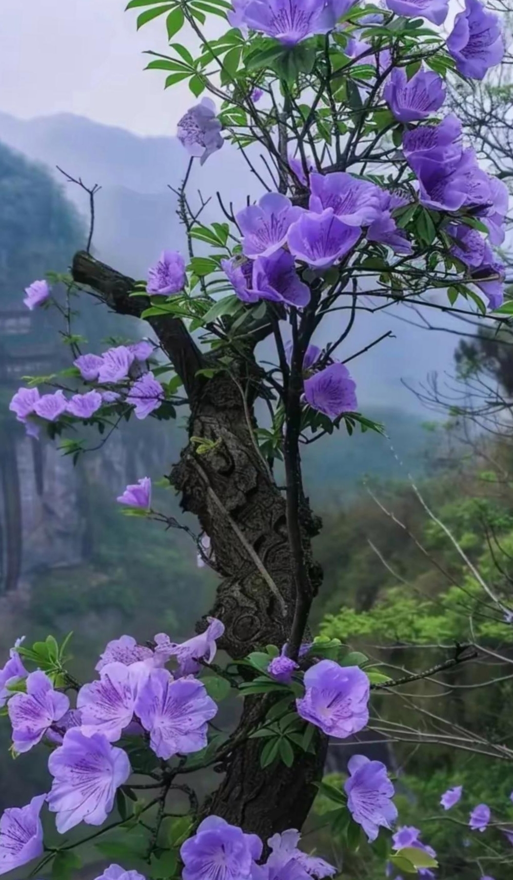 顶上开花的树图片