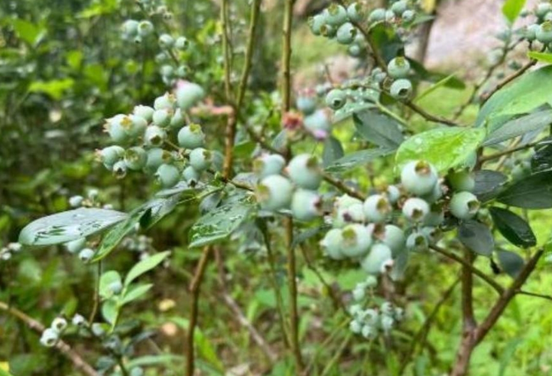 像蓝莓的野果图片