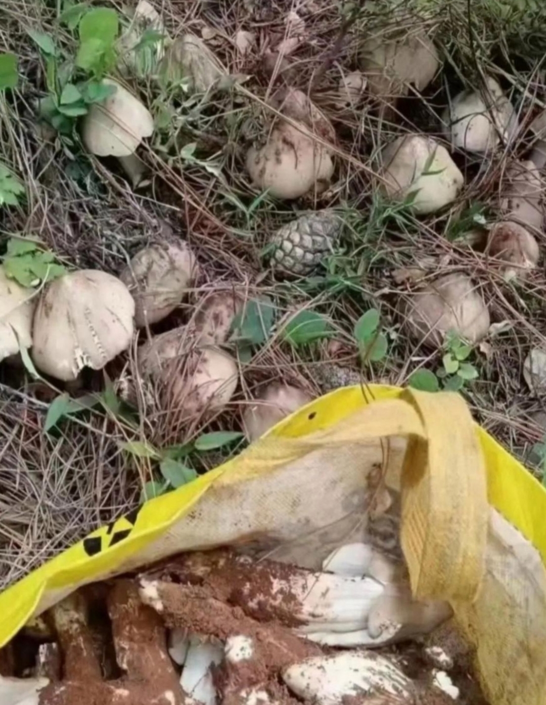 看起来不起眼,但是很香的!
