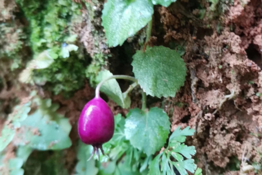 铜锤玉带草,过去在农村随处可见,现在农村也越来越少了,因为它的果实