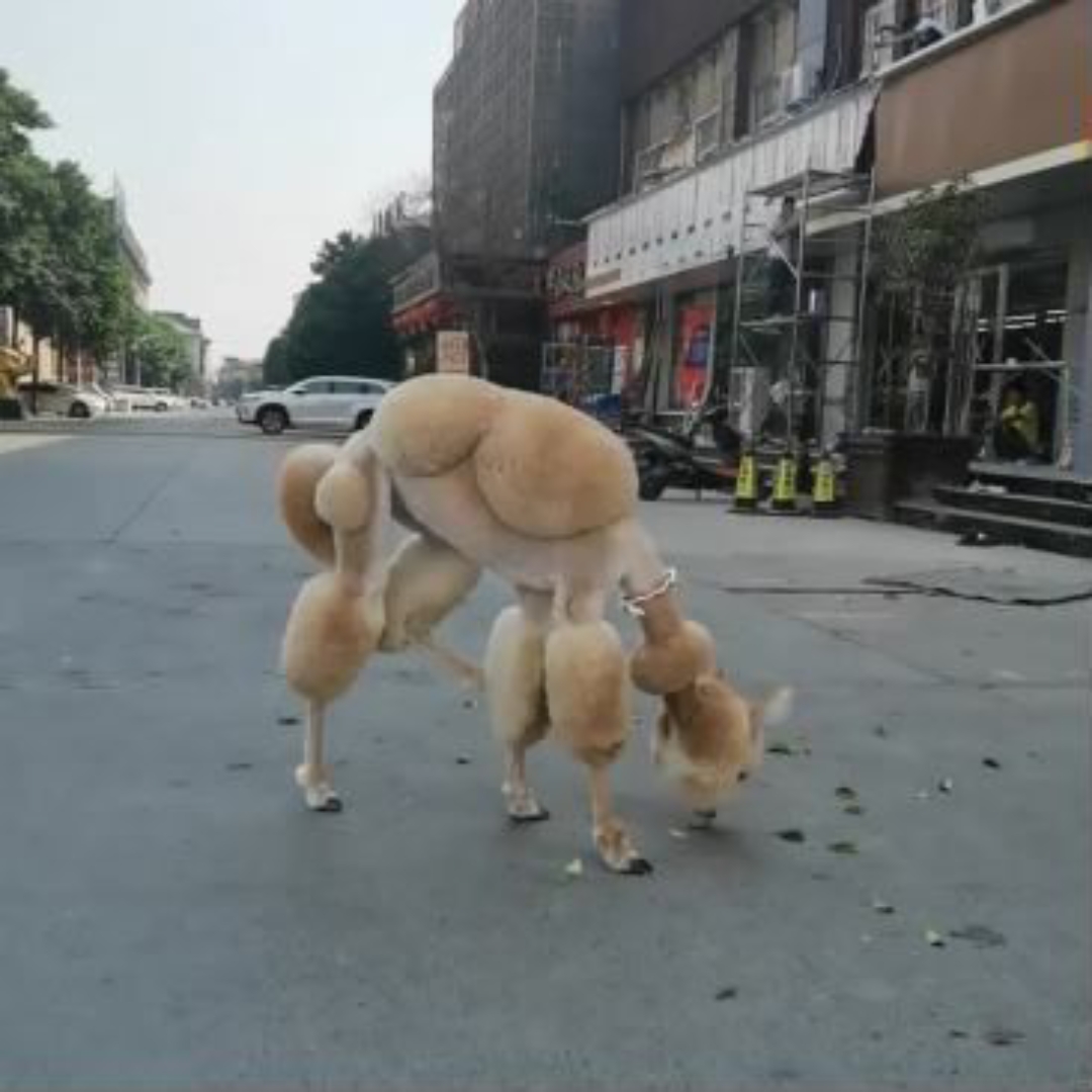 泰迪剃羊驼图片