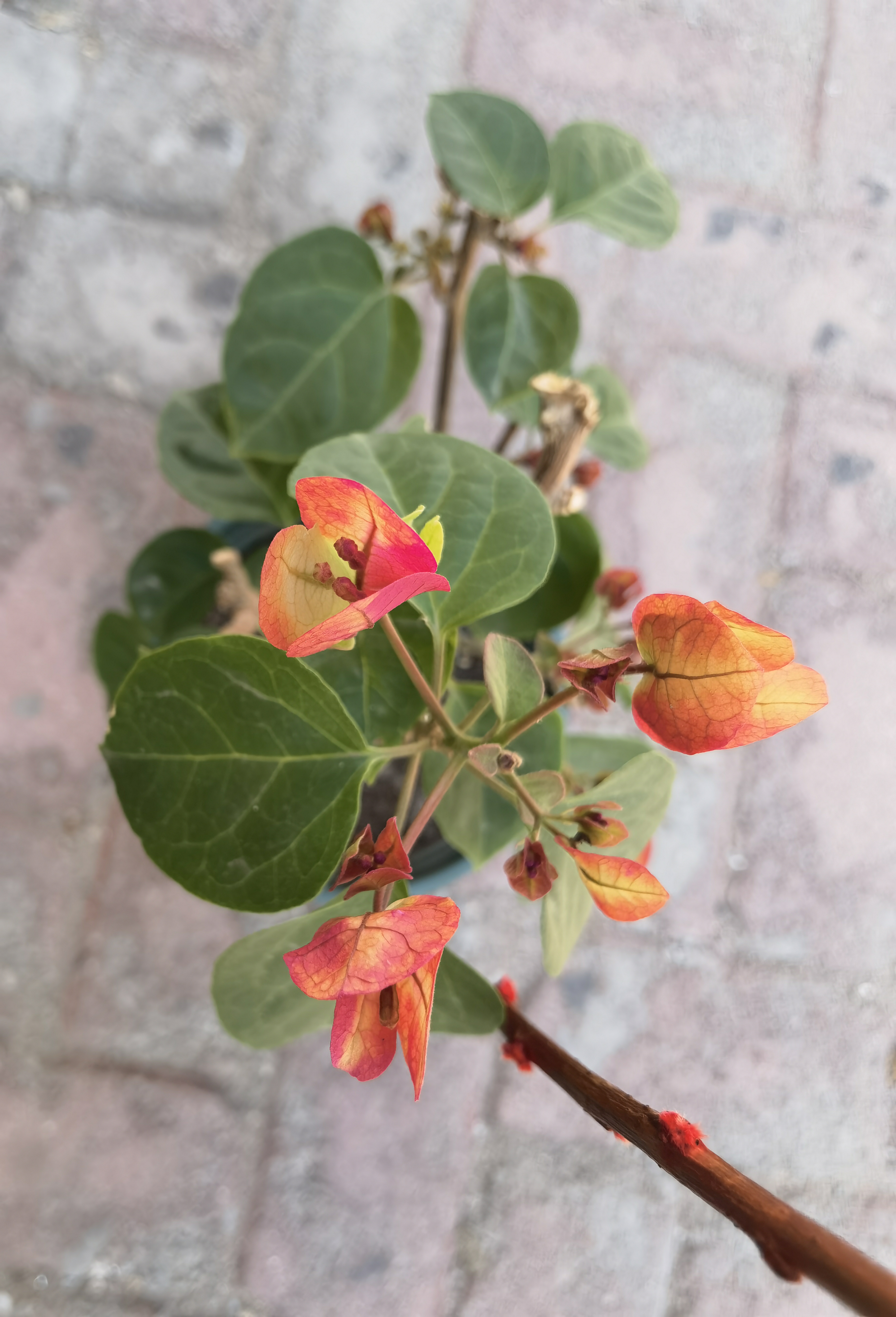 青蝶花菌种植技术图片