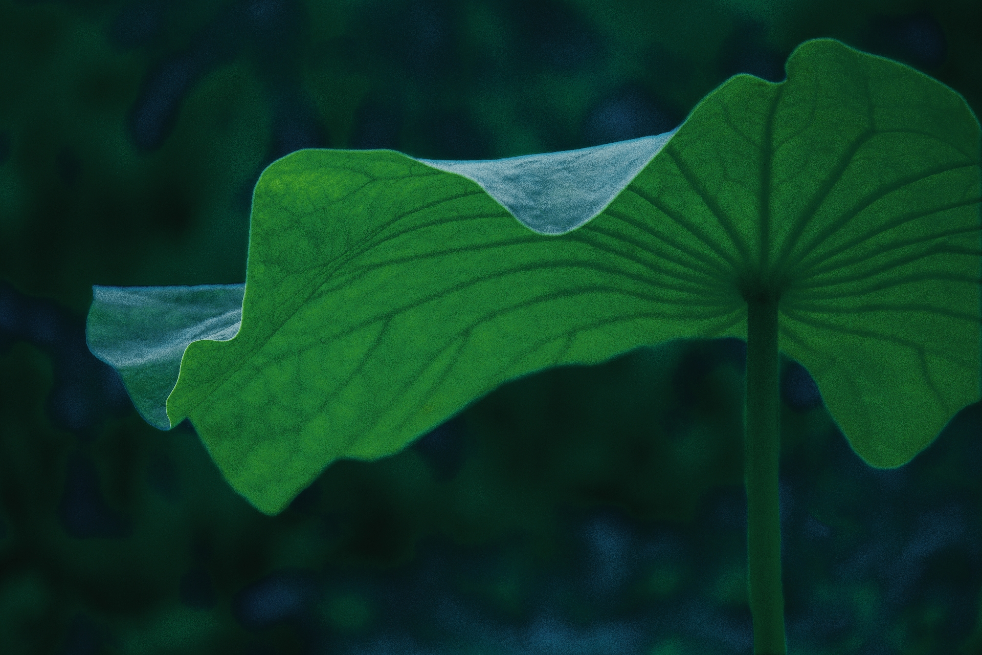 一池荷花迎小暑,花艳叶肥游人簇 炎炎夏季烈日高,荷香燕飞它处无