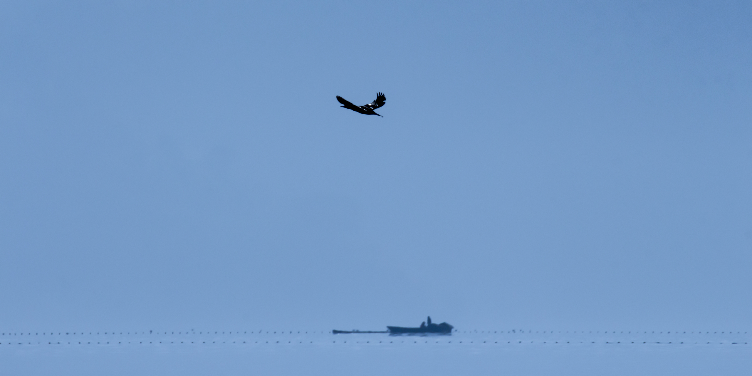 今天在湖边偶然看到鱼鹰和鱼船共同捕鱼的场景,感慨它们有共同目标