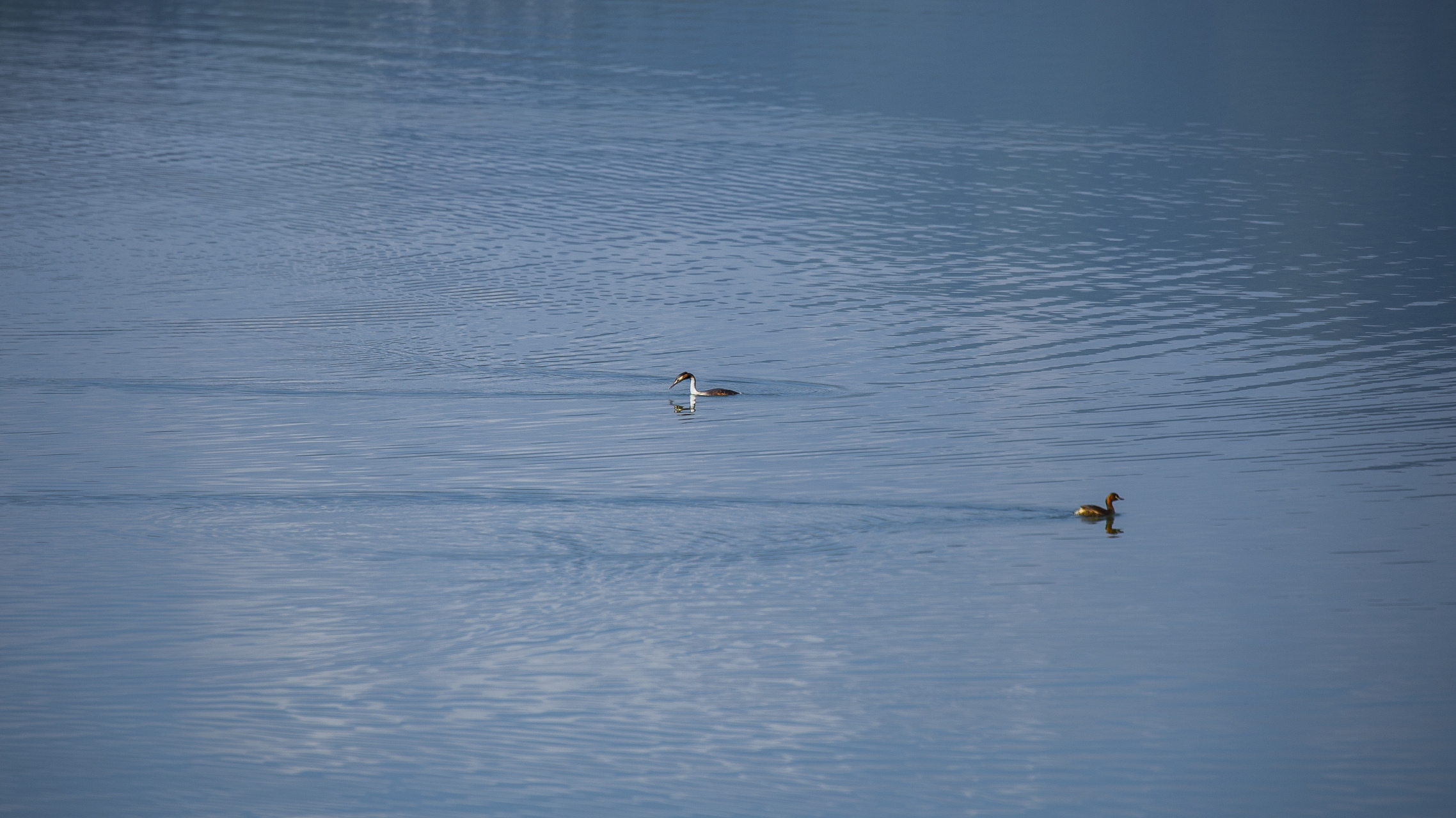 水清亮清亮的,微风吹拂着湖水,泛起细细涟漪,䴙鹈慢慢划动湖水,激起两