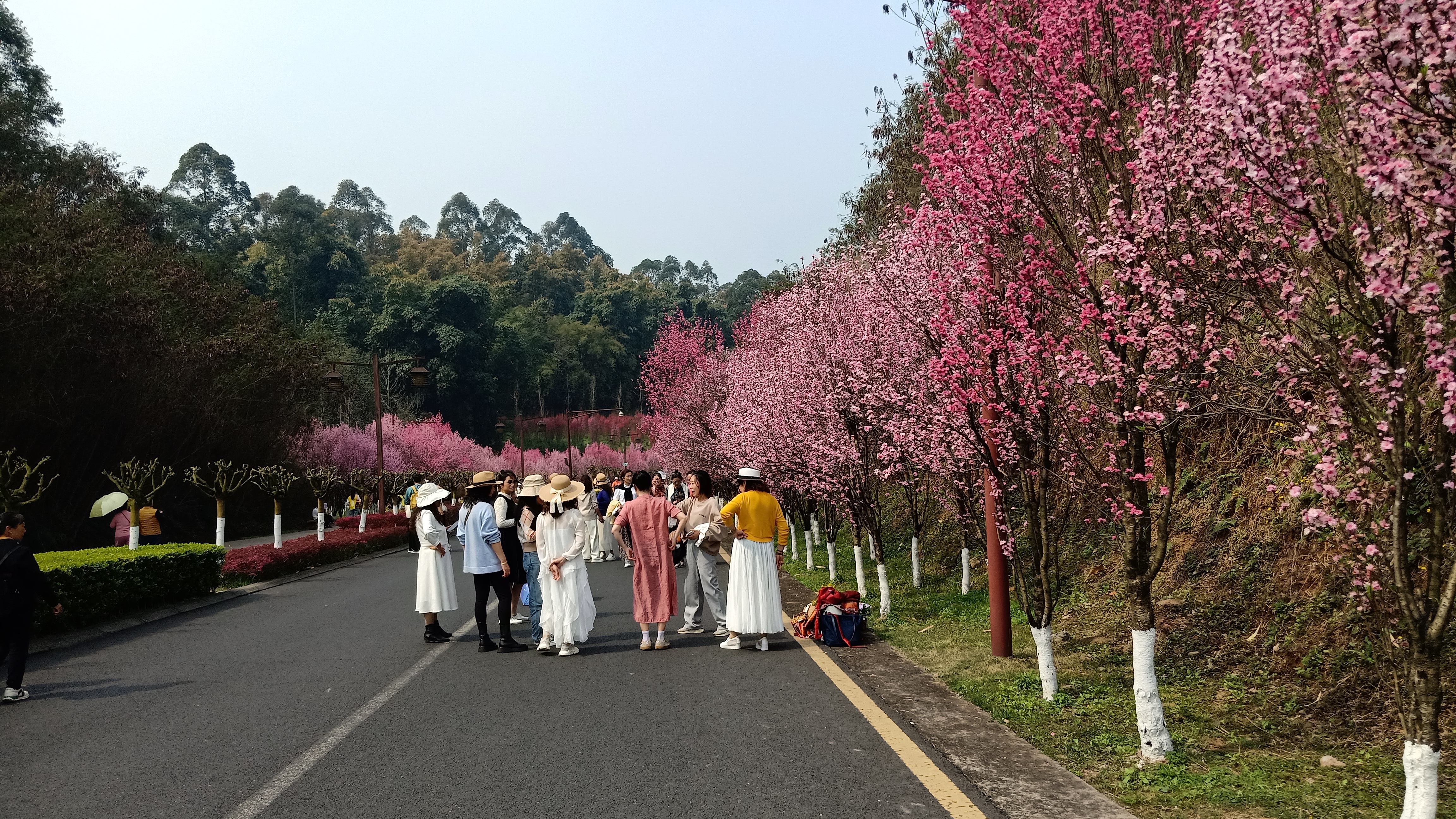 乐山绿心公园是乐山的后花园,天然氧吧,运动场,三月十里花长廓.