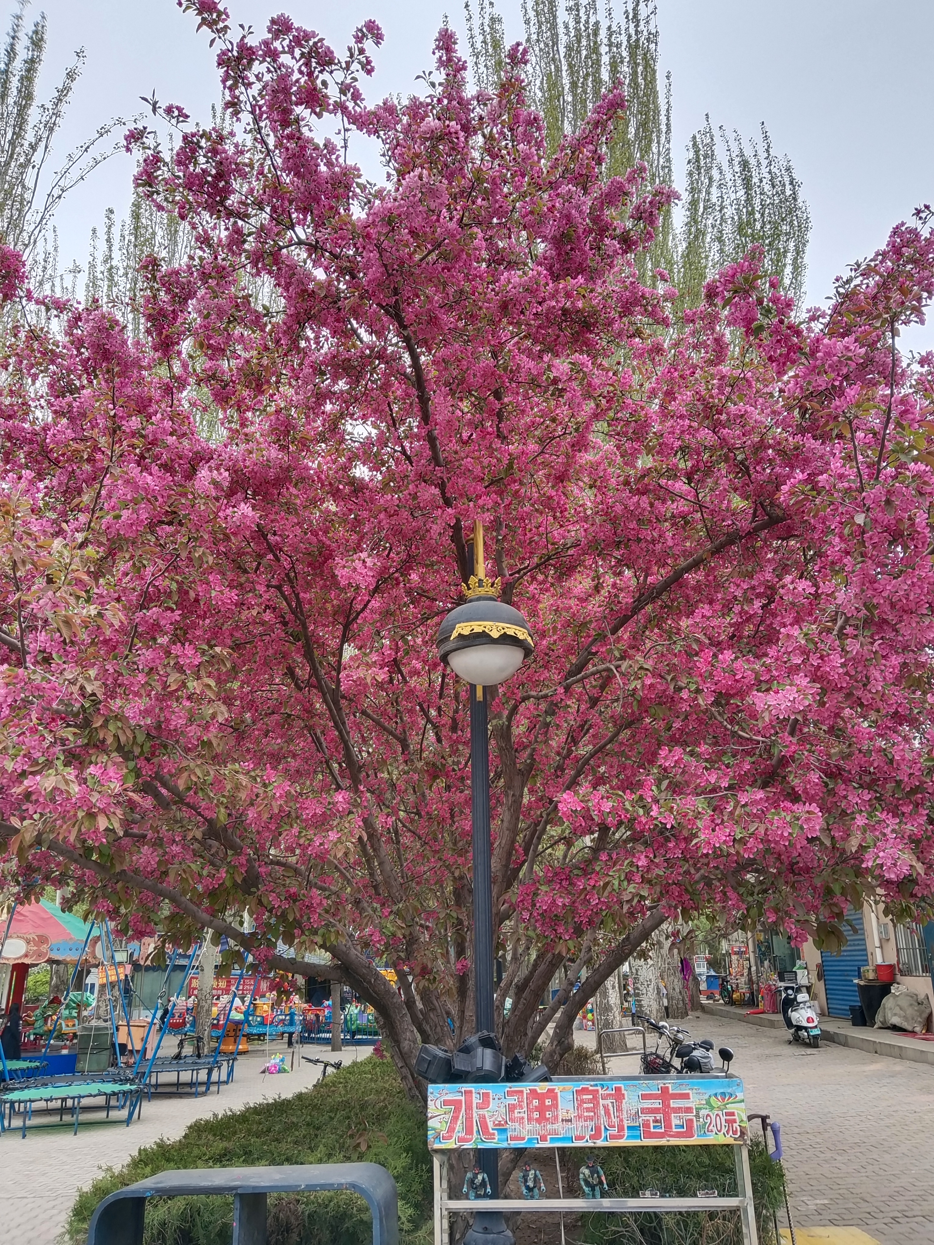 辽宁省朝阳市樱花节图片