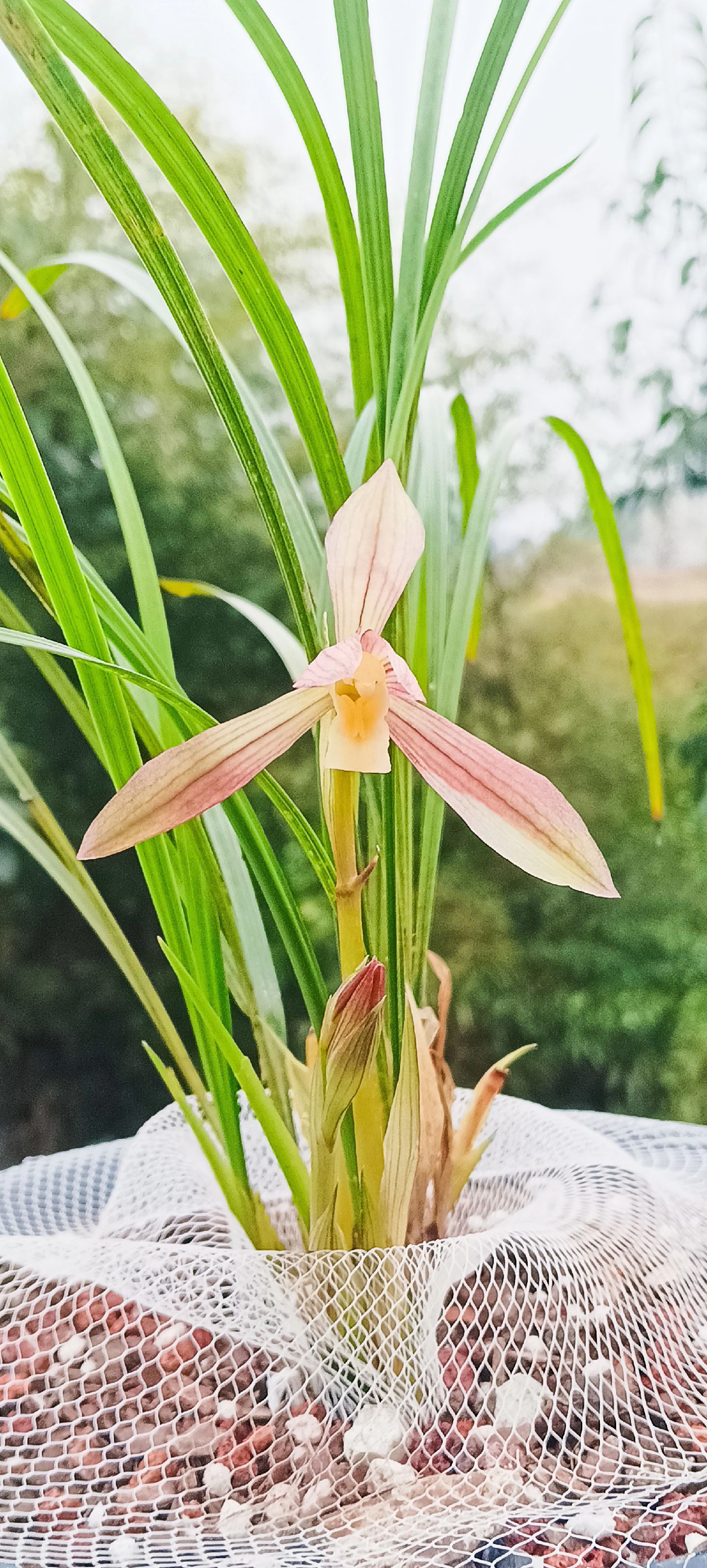 贵州1200万的兰花图片