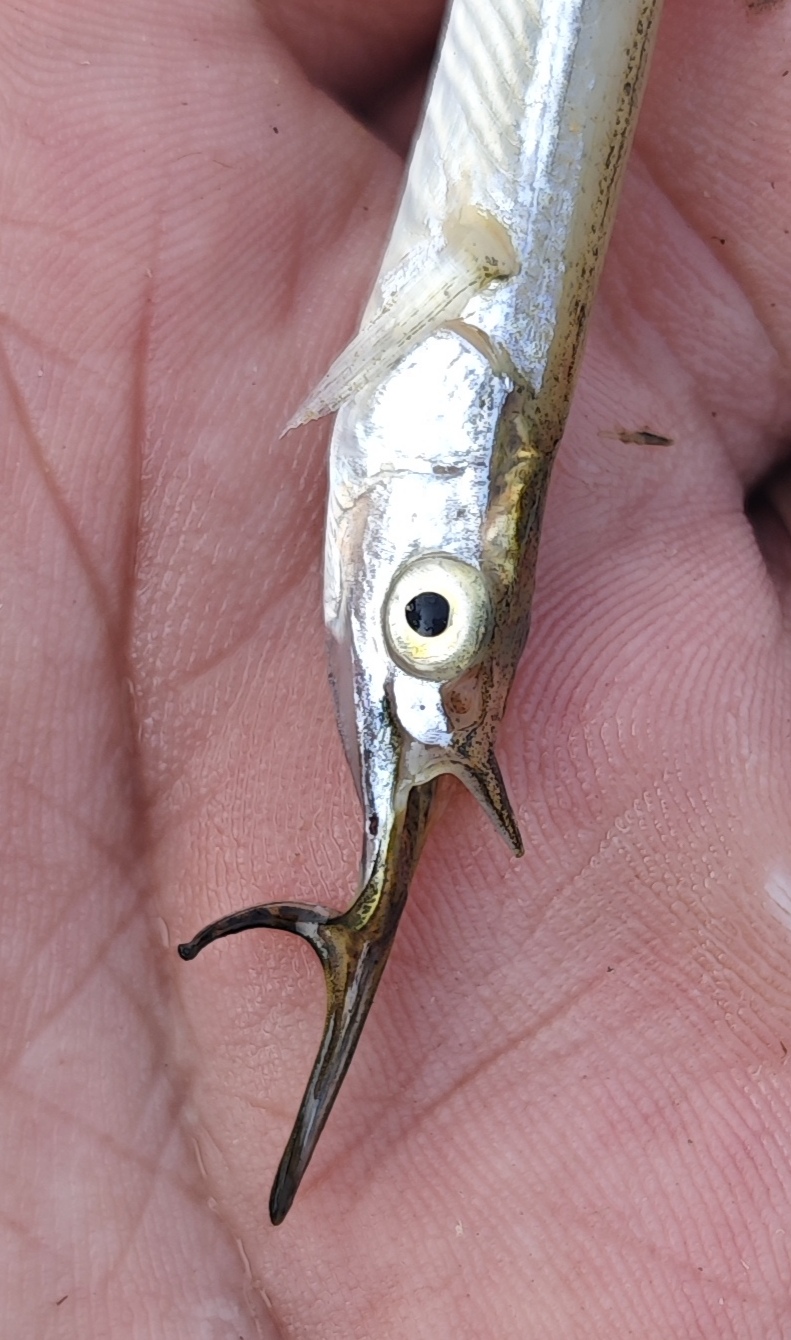 山东地区的河道里面逮的鱼,这鱼自带鱼钩,百度识图也用了找不到这是何