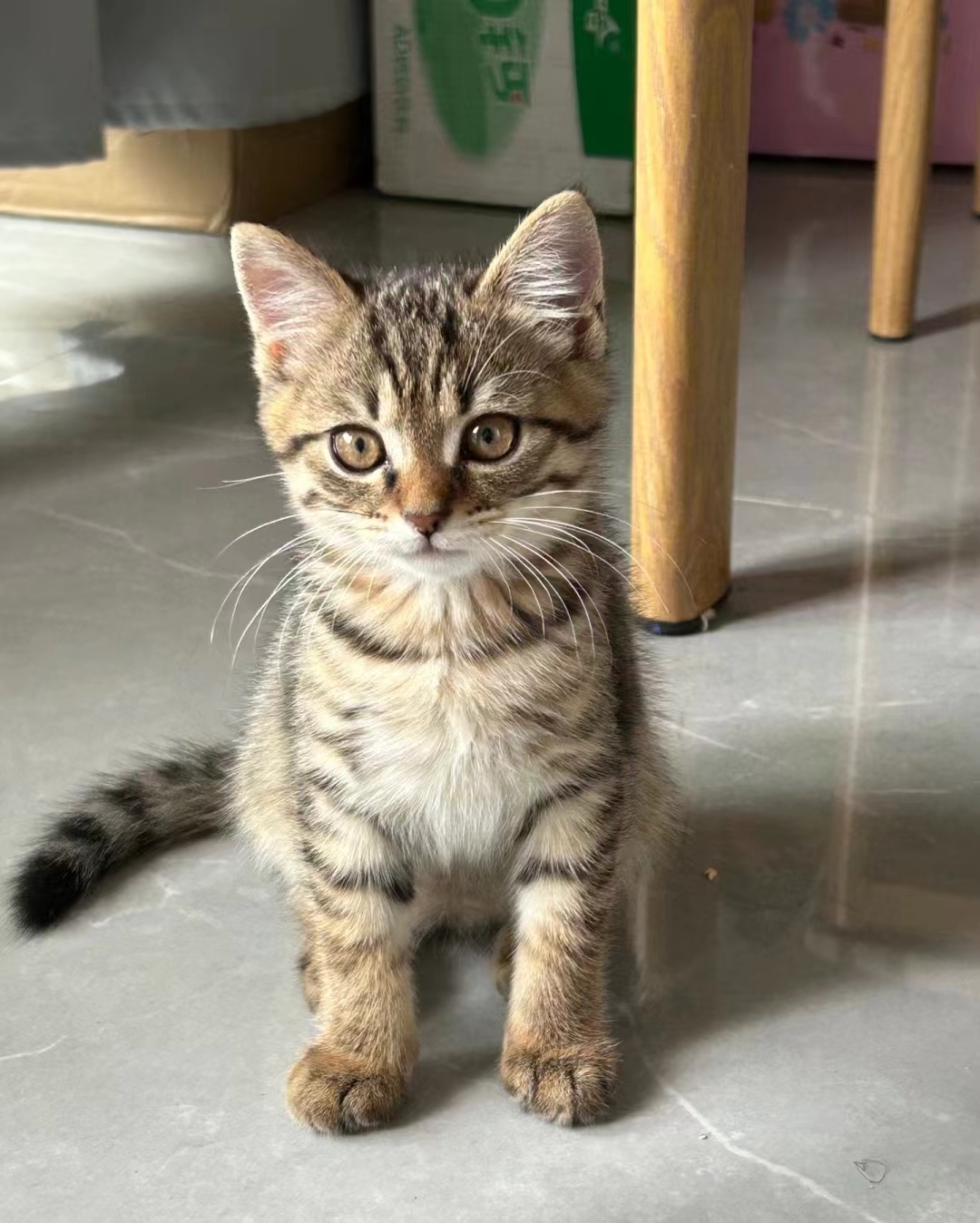 地铁口的流浪猫,好可怜!