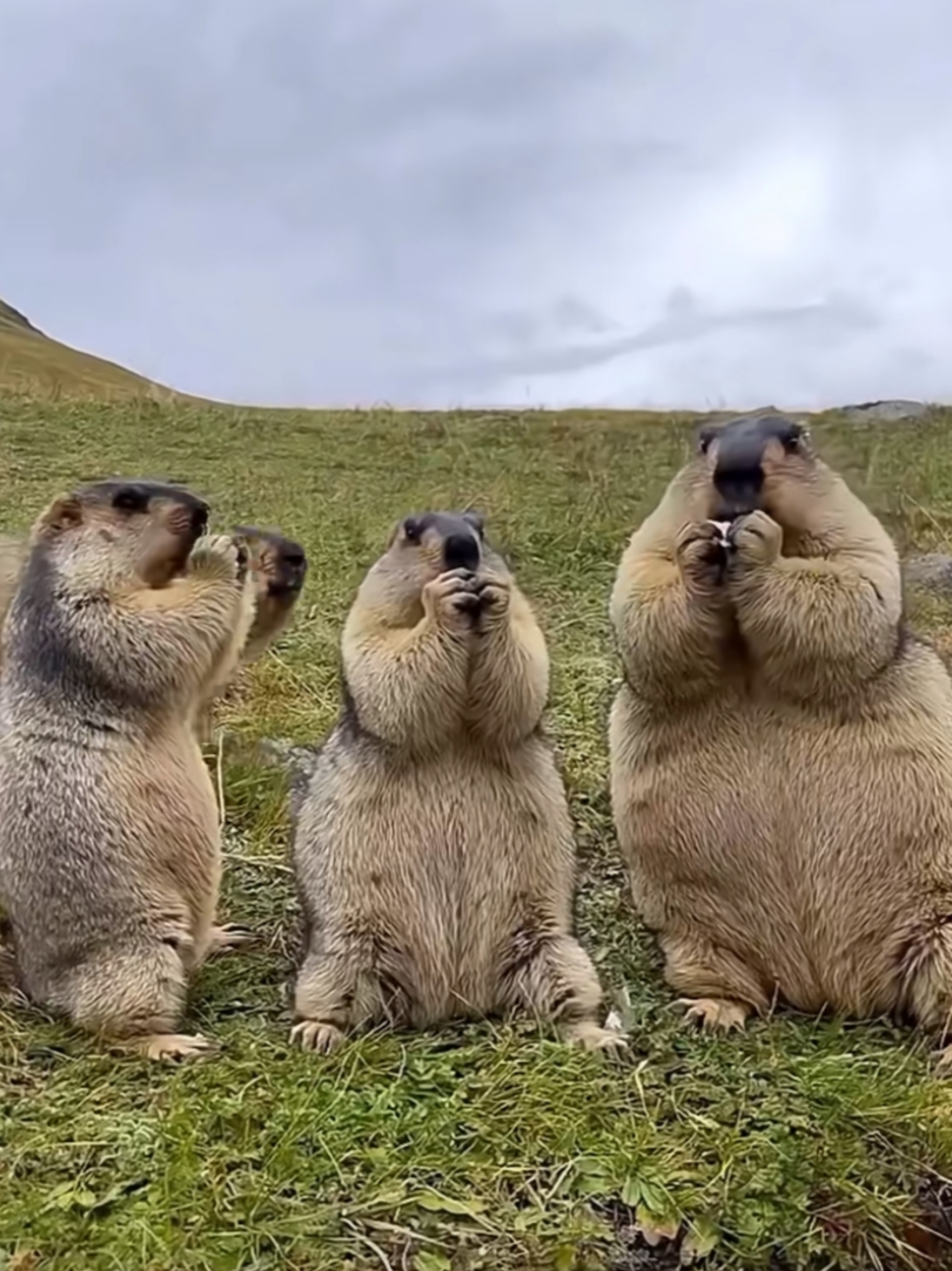 几只胖乎乎的像大老鼠一样的动物,站着吃吃东西的样子太可爱了,看了好