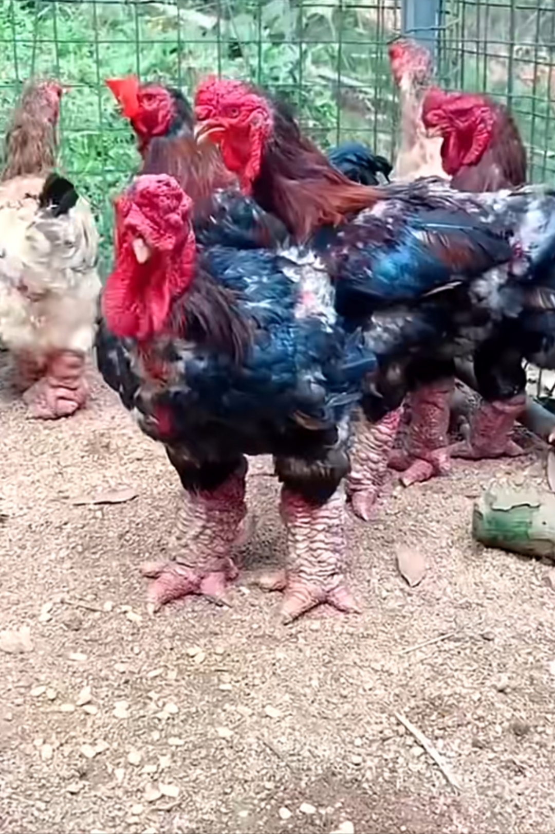 这鸡脚都赶上猪蹄子大了,这长相也太霸气了吧,看这鸡脚又肥又大脚