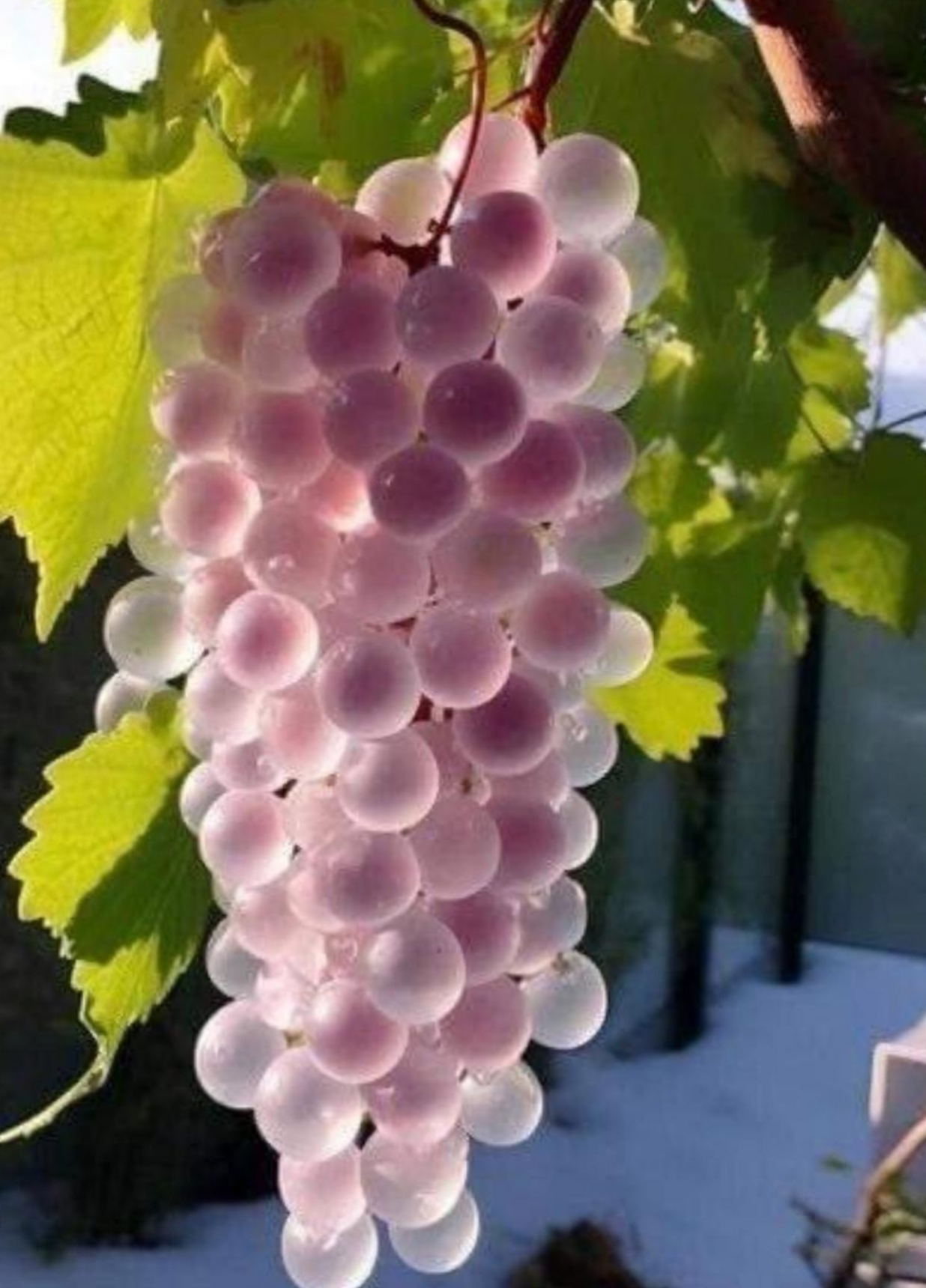 也不知道葡萄树是从哪里买来的?你们知道这个葡萄是什么品种吗?