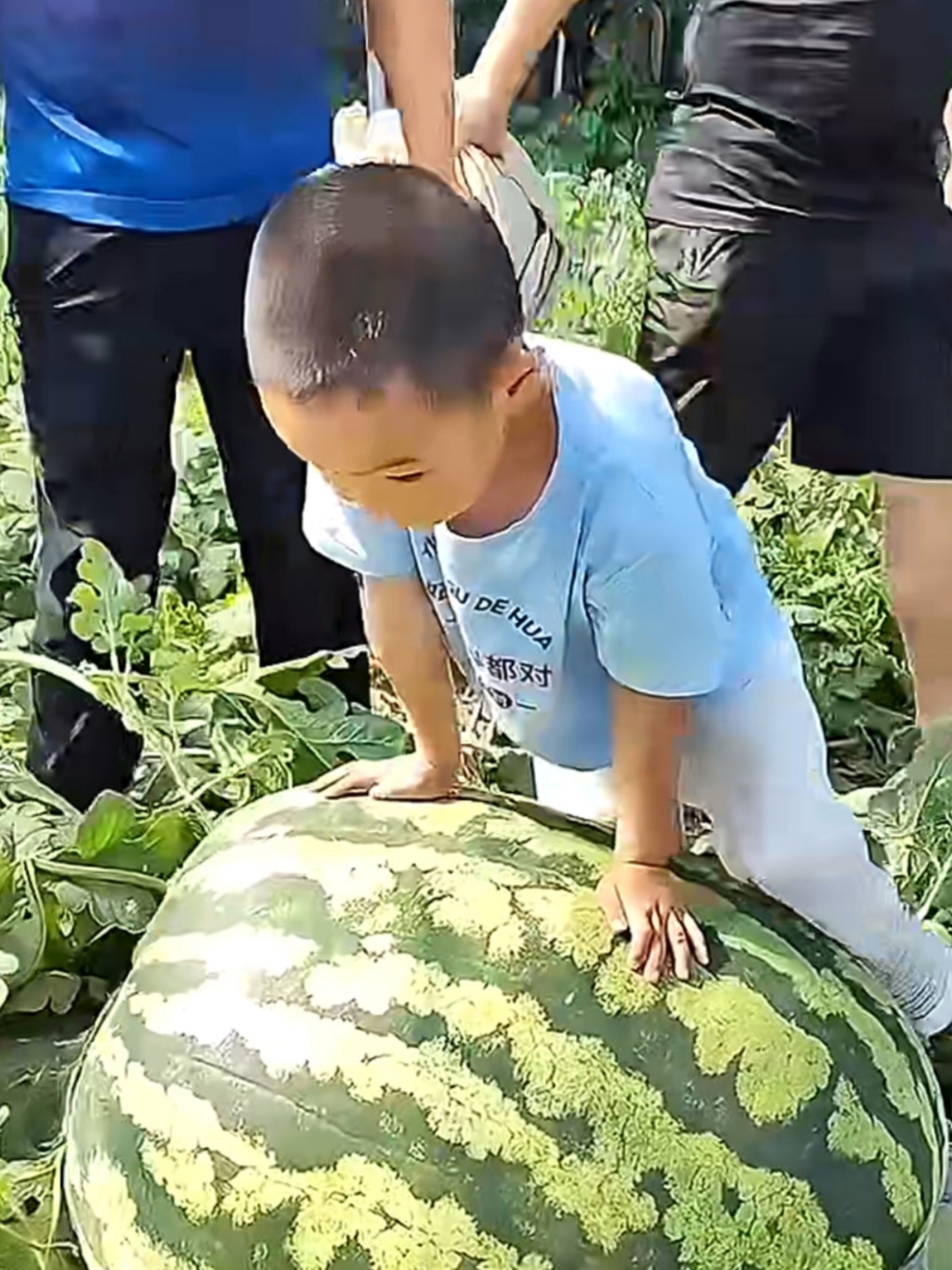 今天带孩子去买西瓜,在西瓜地里,看见一个大西瓜王,看样子有100多斤重
