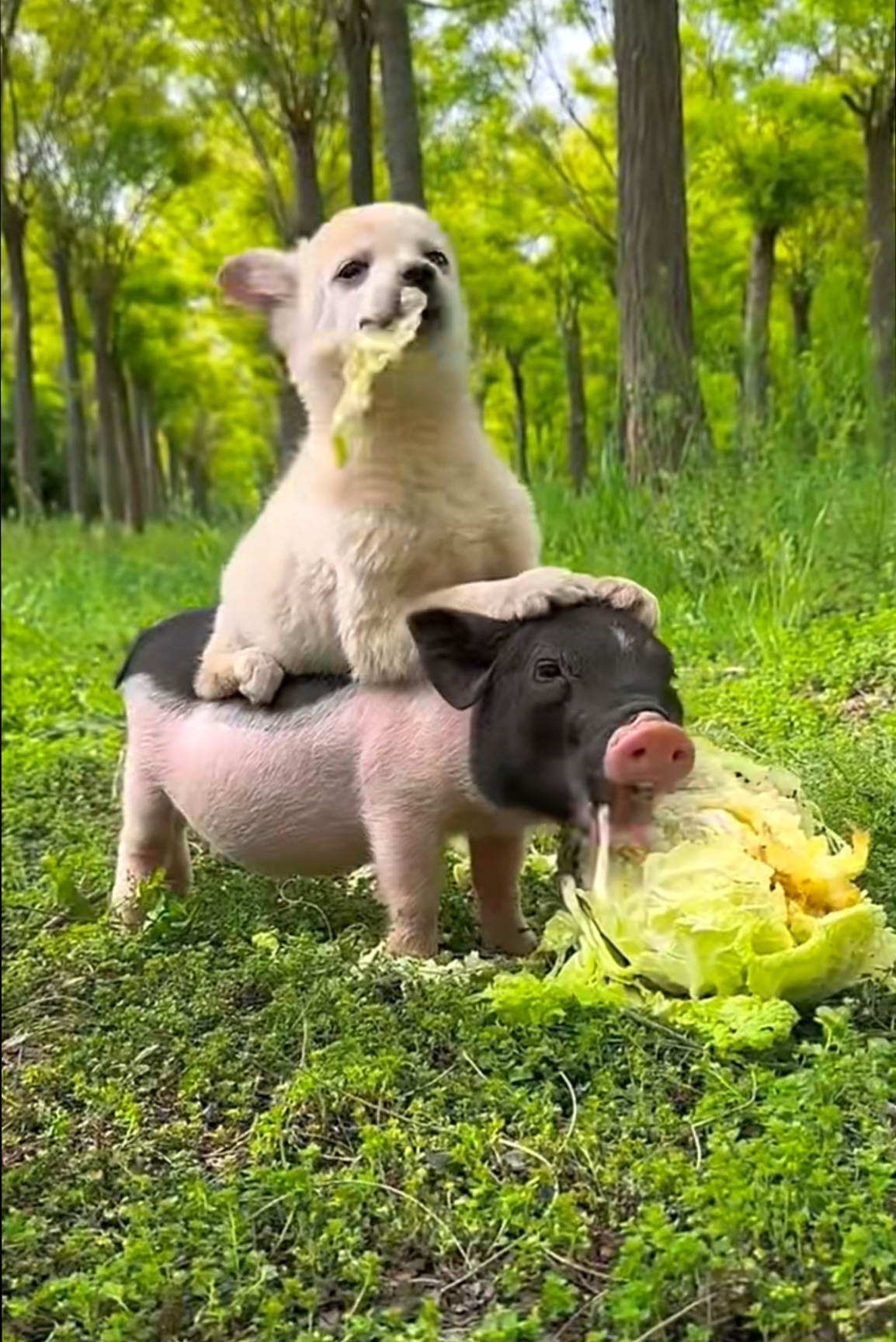 这只小狗跟小猪一起长大,竟然忘了自己还是只狗了,看见小猪吃啥,它吃