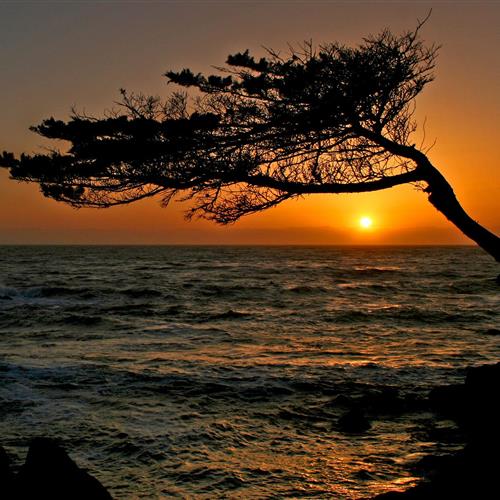 孤独守望者,一棵枝叶稀疏的树静静伫立,它的剪影在落日余晖中显得尤为