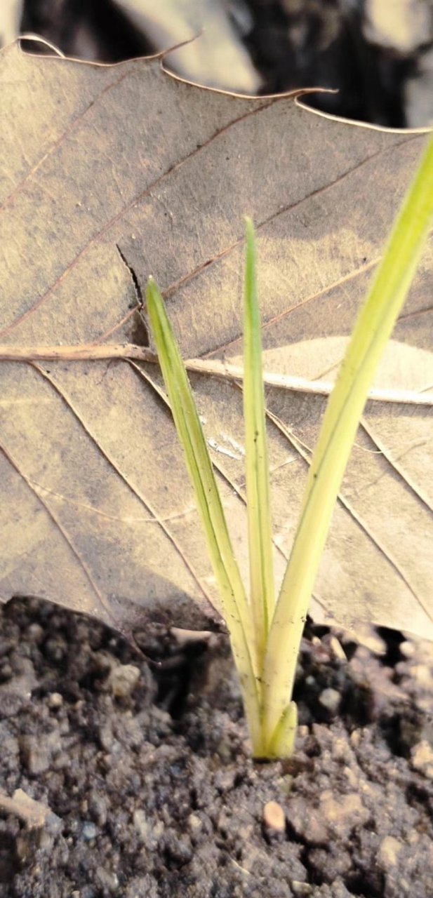 慧兰中透朱金黄欣赏