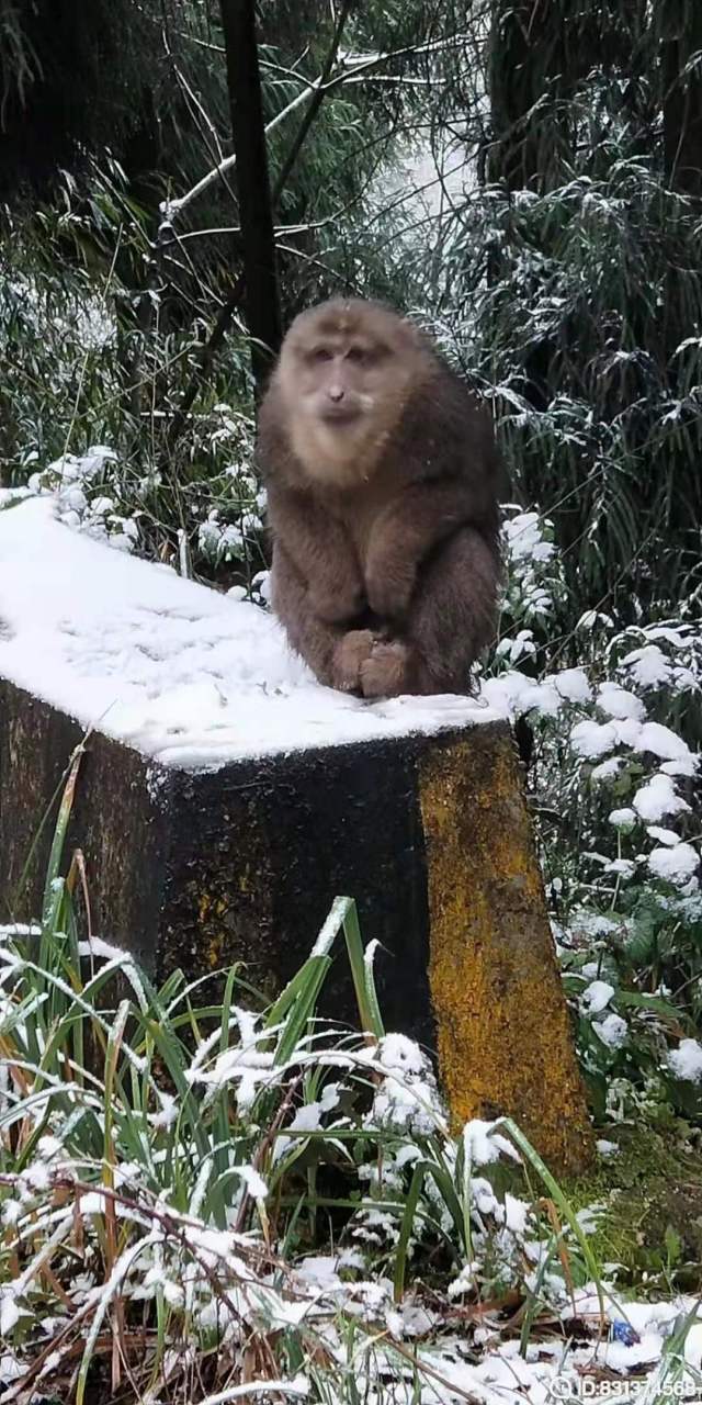 银厂沟猴子图片