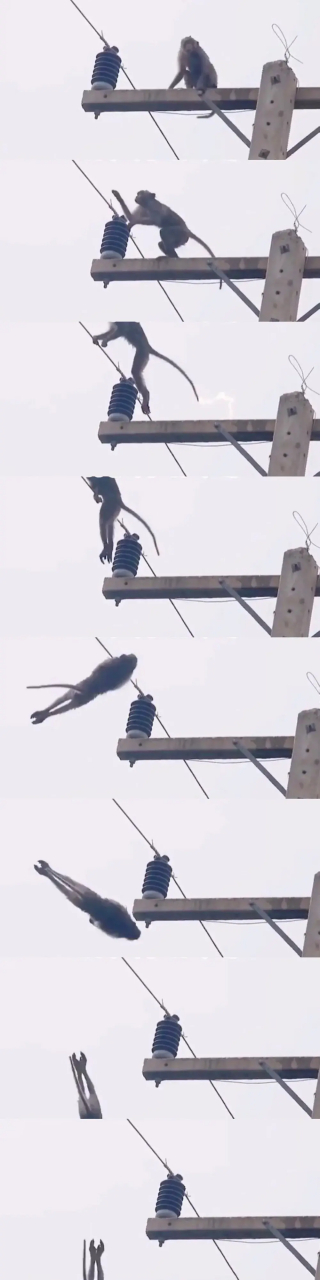 猴子:这辈子直了! 有些东西还真碰不得,你还别猴不信