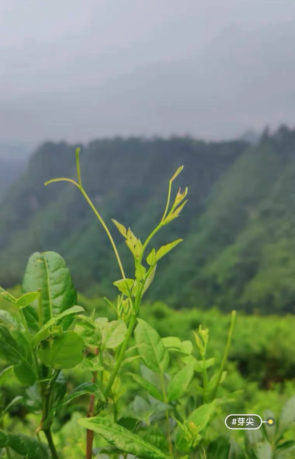 莓茶的样子图片