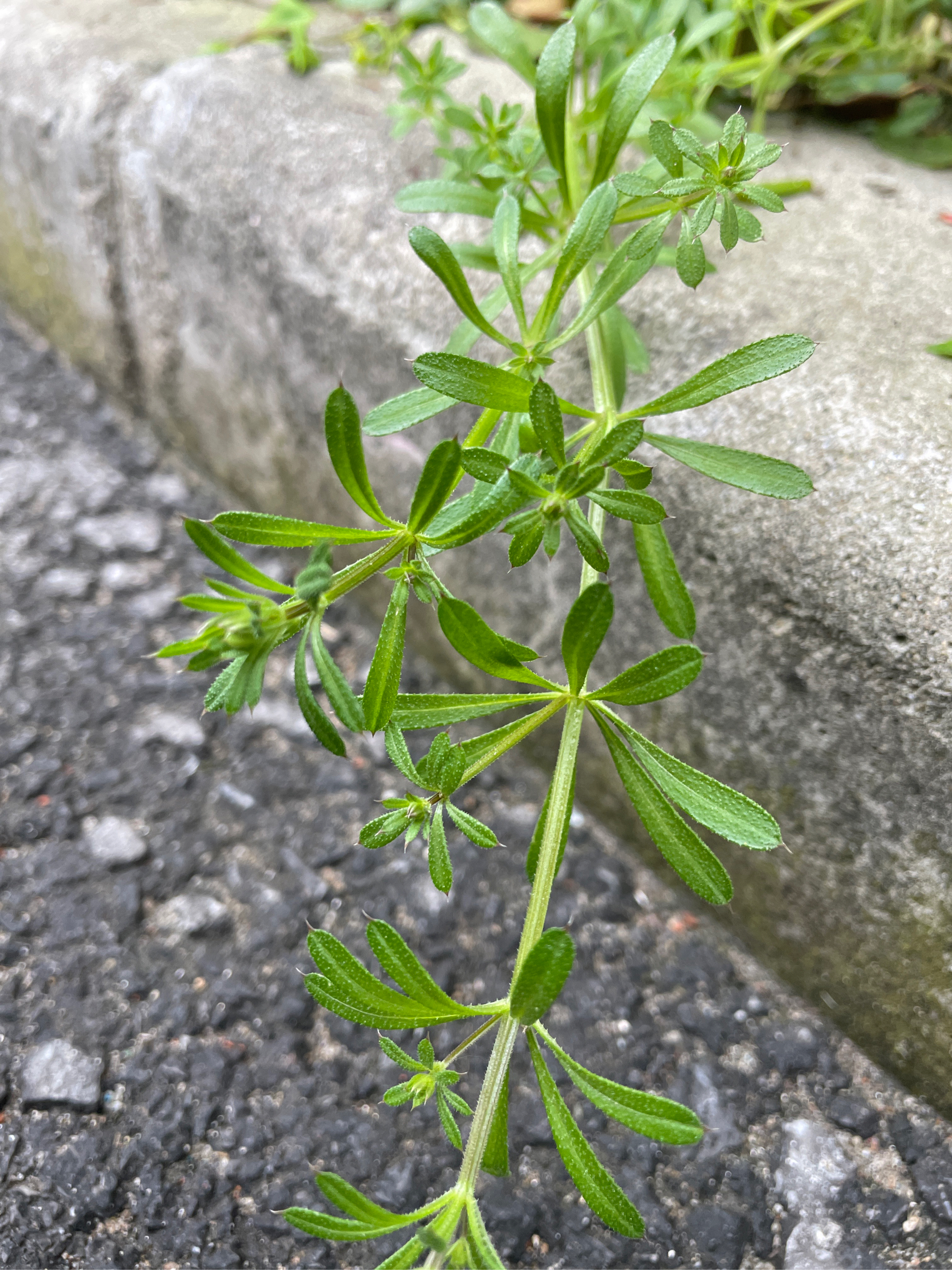 拉拉秧 药用价值图片