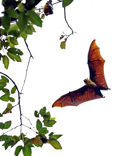 虽然雁么虎和燕模鼠发音很像,但是不能写成雁么虎